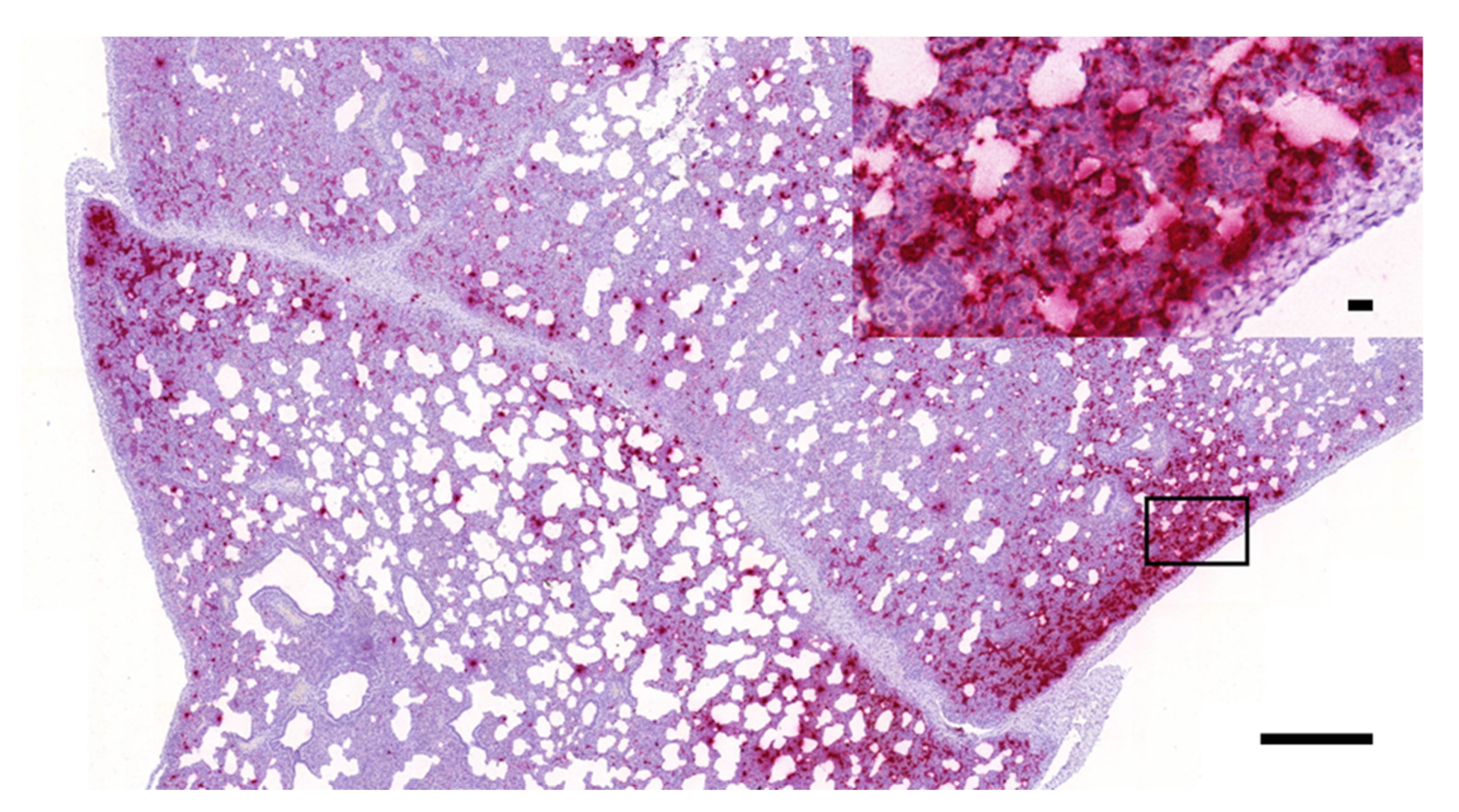 Vetsci 08 00235 g004