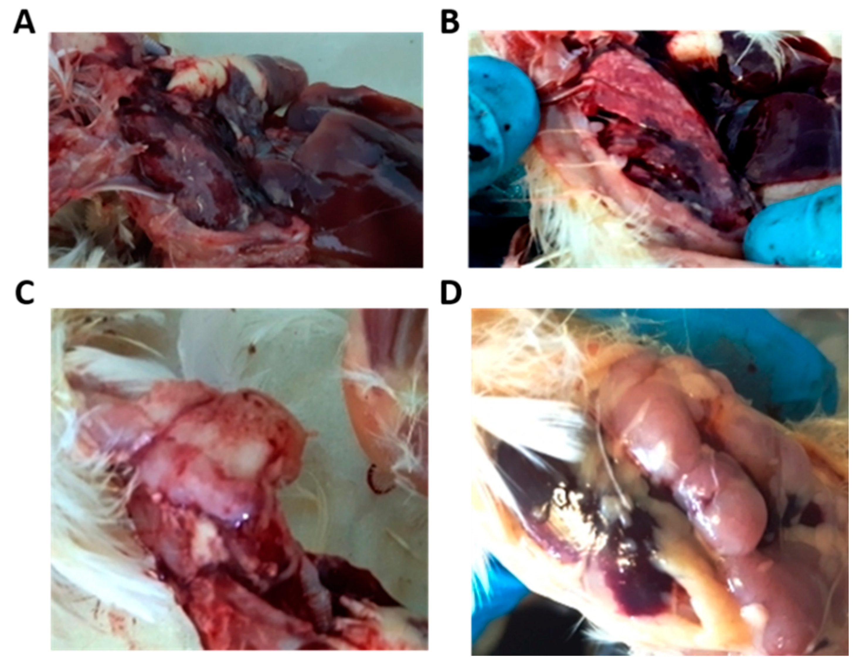 Vetsci 08 00239 g001 550