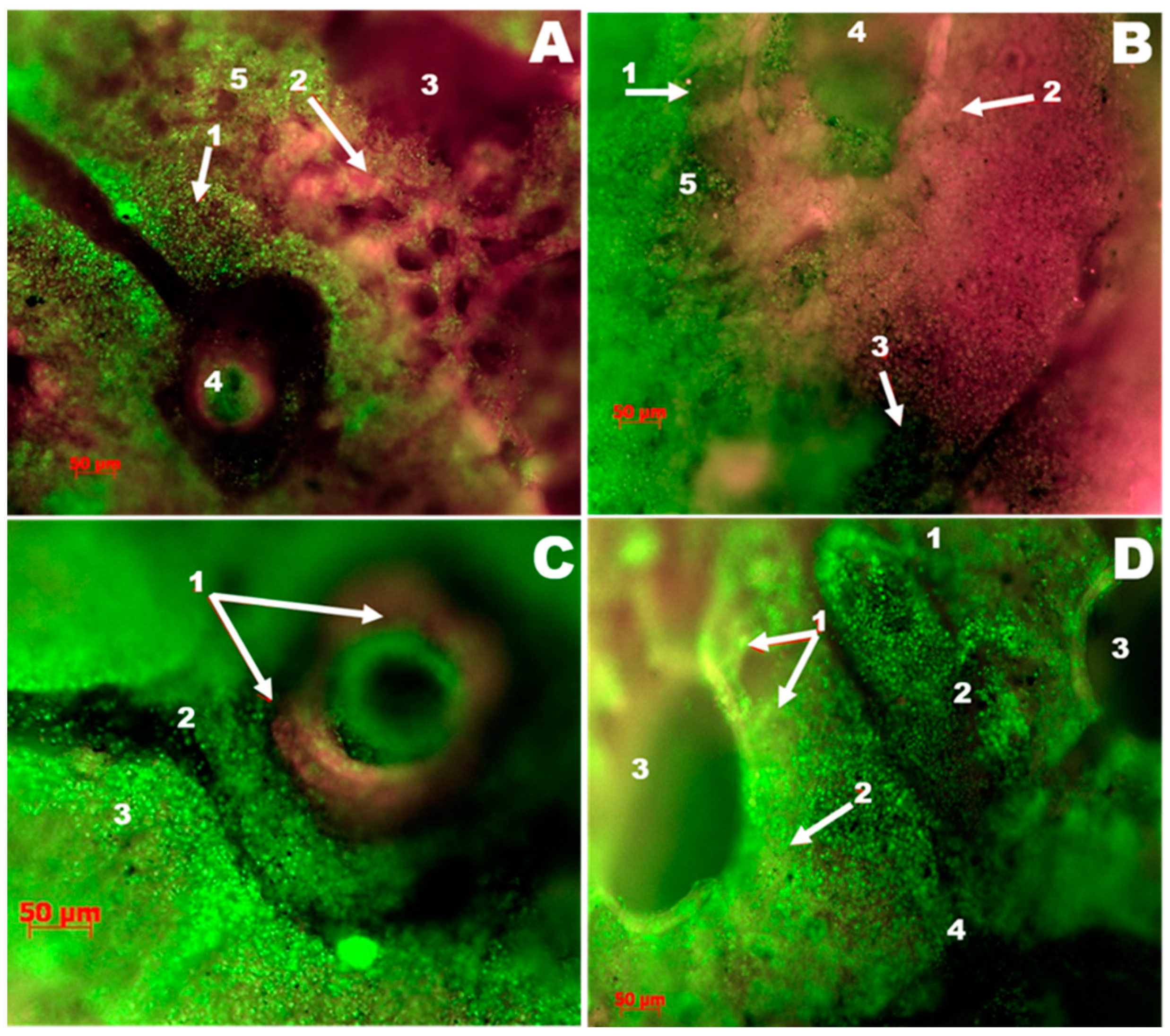 Vetsci 08 00239 g002 550