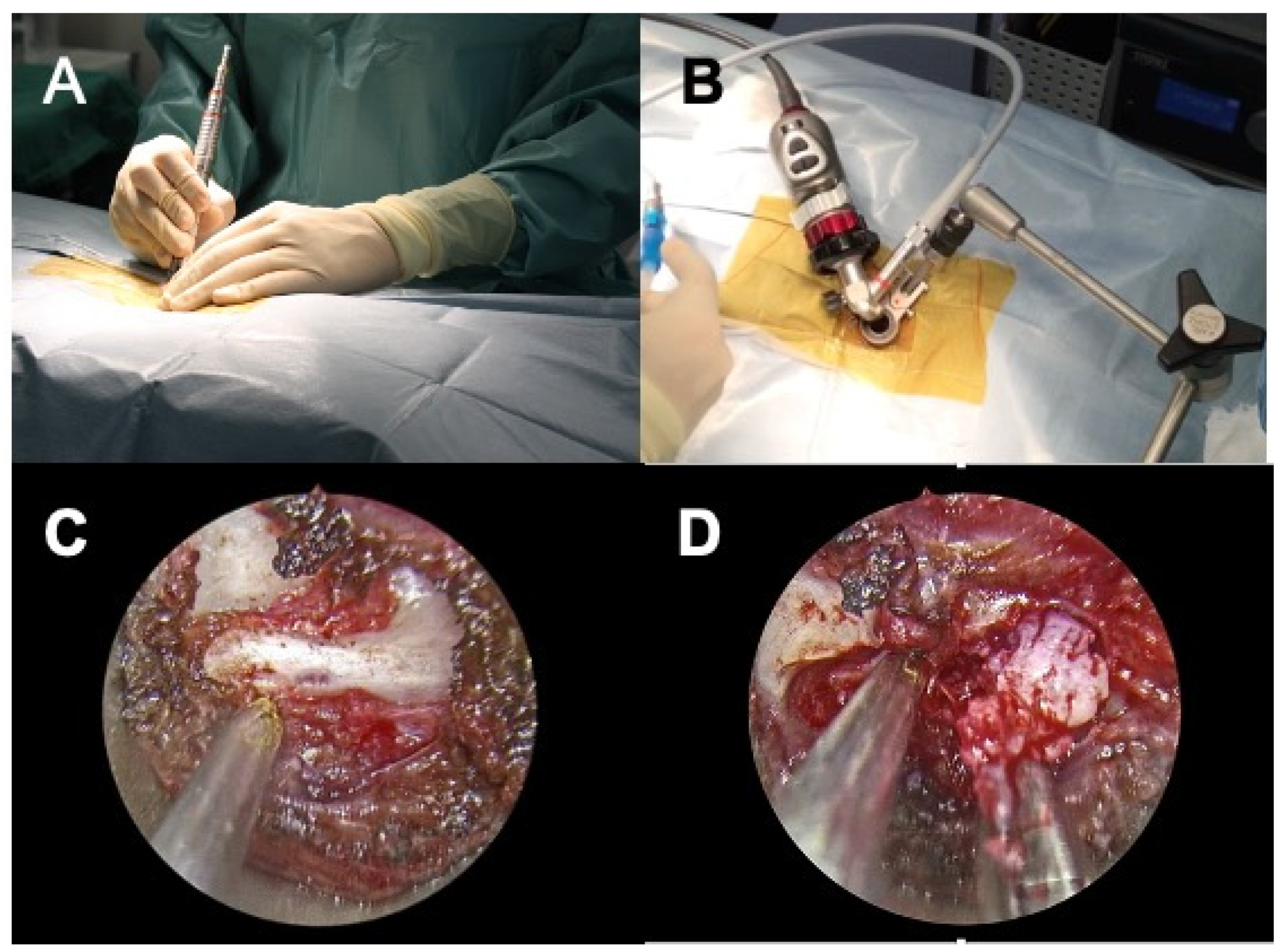 Vetsci 08 00241 g001 550