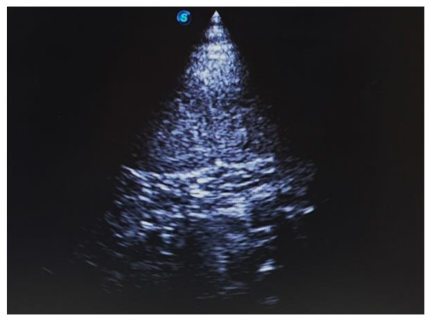 Vetsci 08 00245 g001