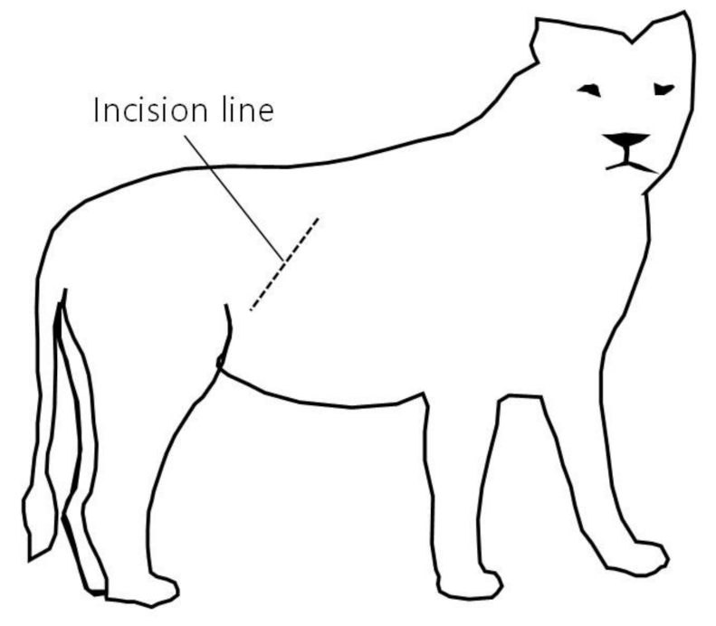 Vetsci 08 00245 g002