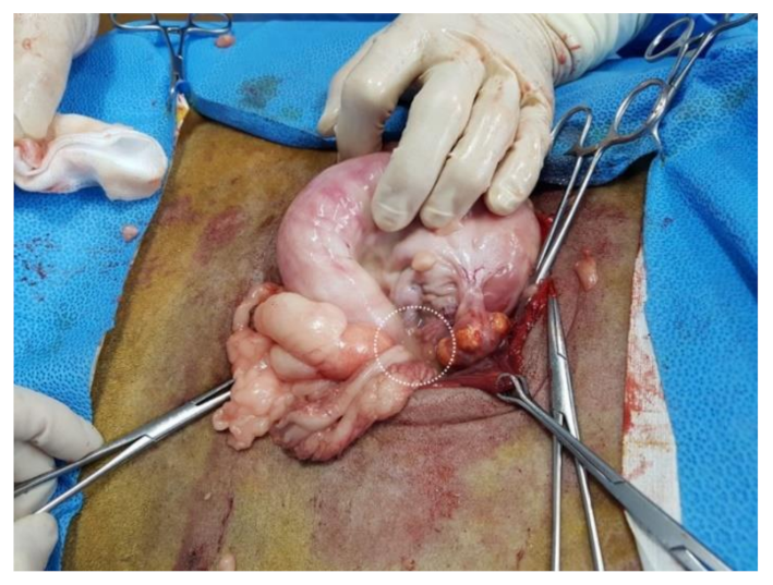 Vetsci 08 00245 g003