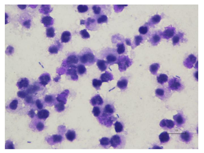 Vetsci 08 00245 g005