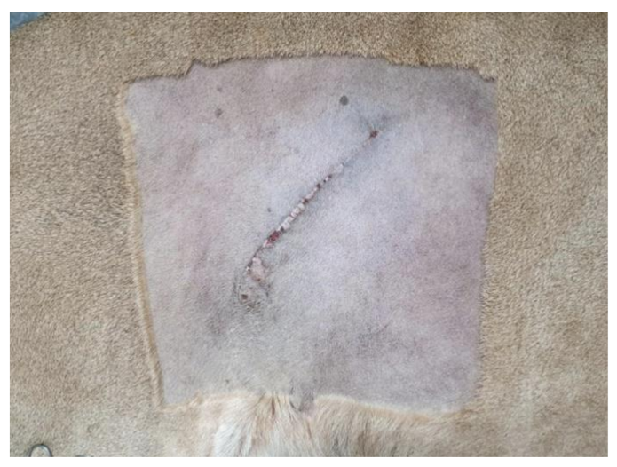 Vetsci 08 00245 g006