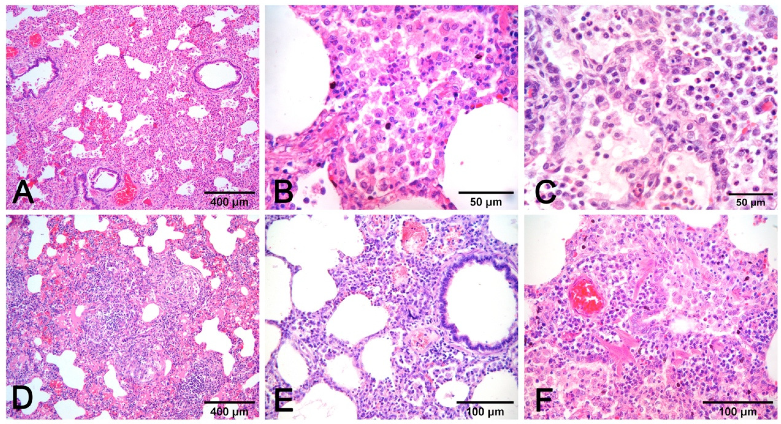 Vetsci 08 00256 g008
