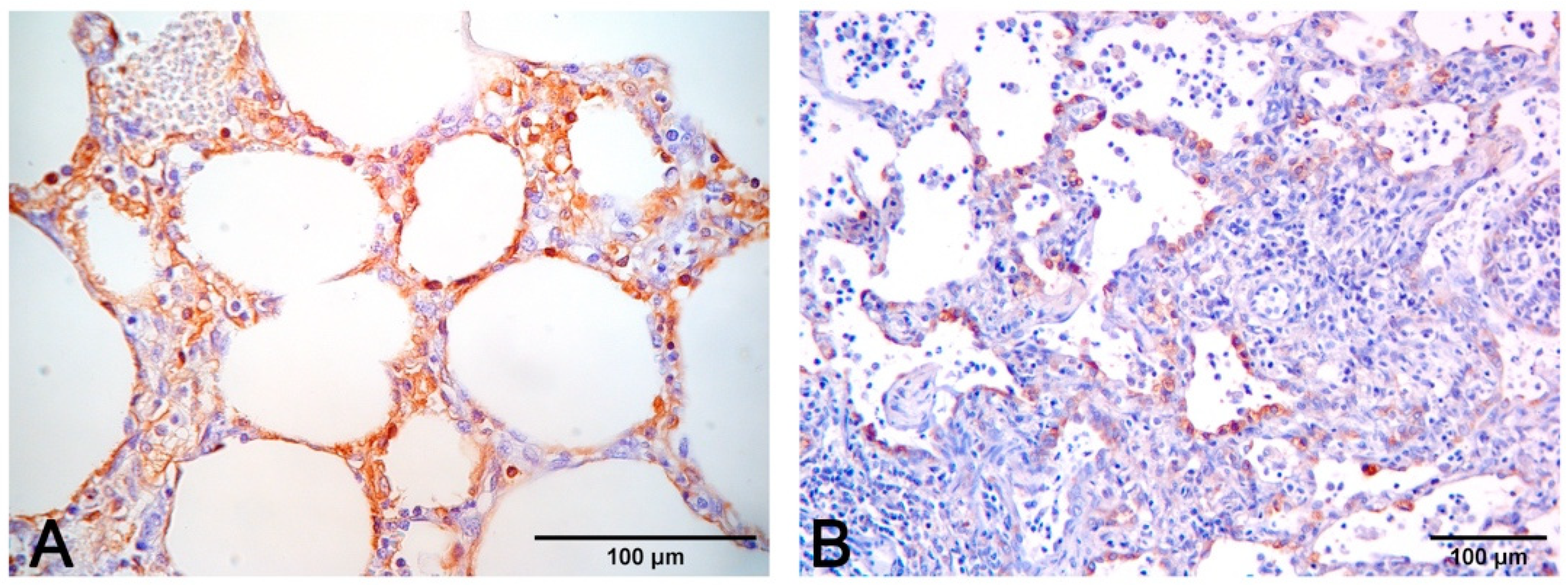 Vetsci 08 00256 g010
