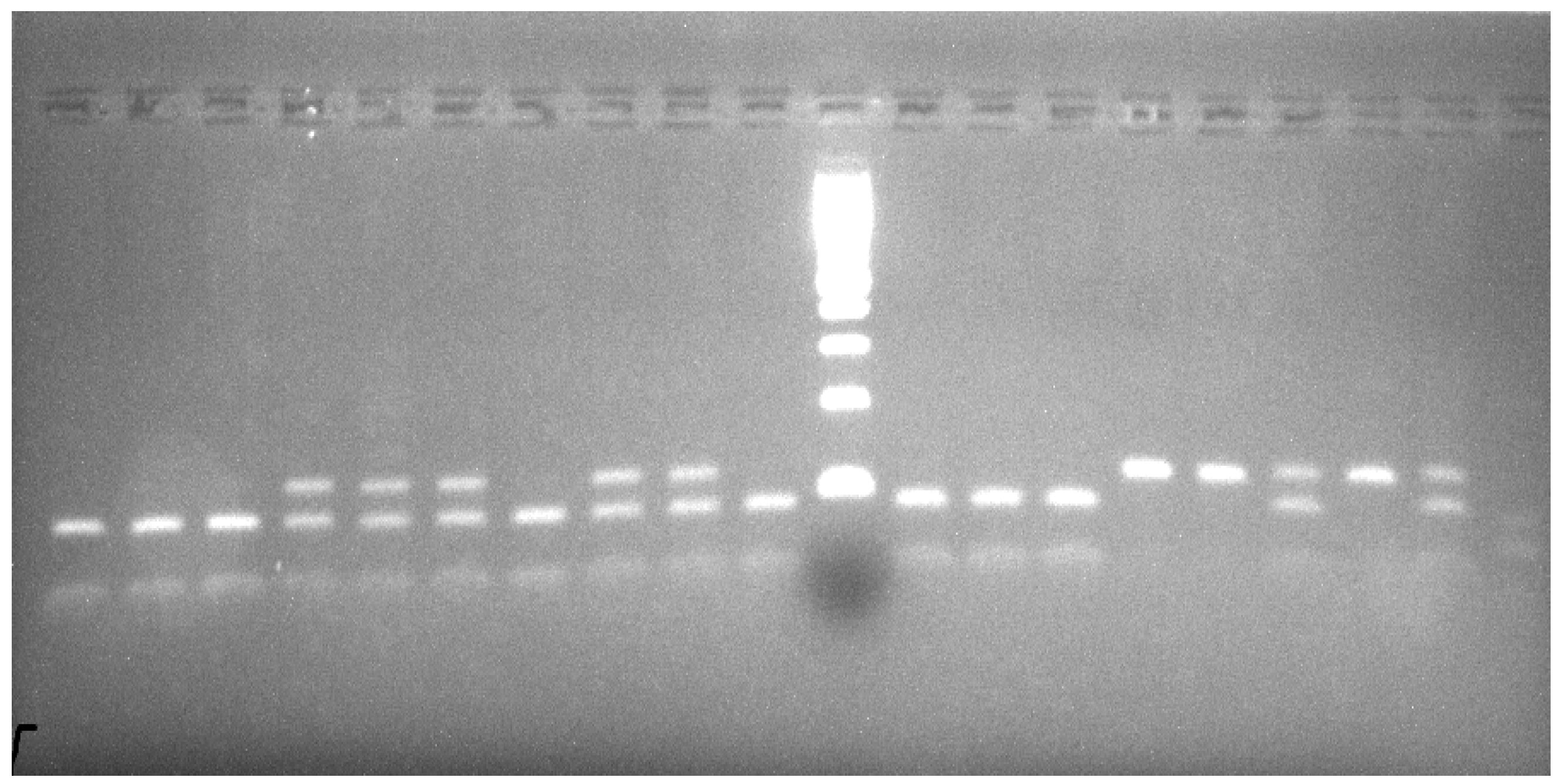 Vetsci 08 00257 g001 550