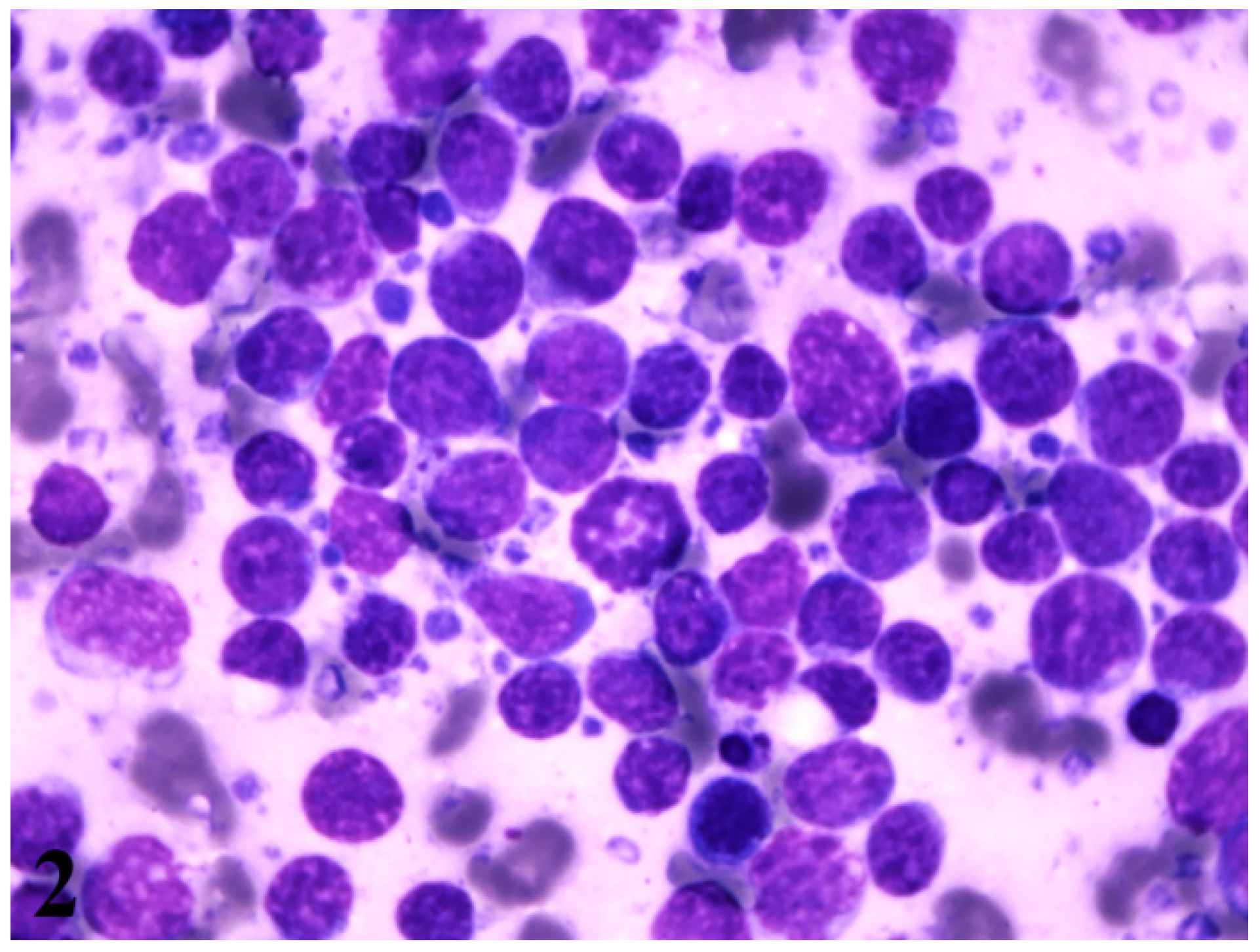 Vetsci 08 00258 g002