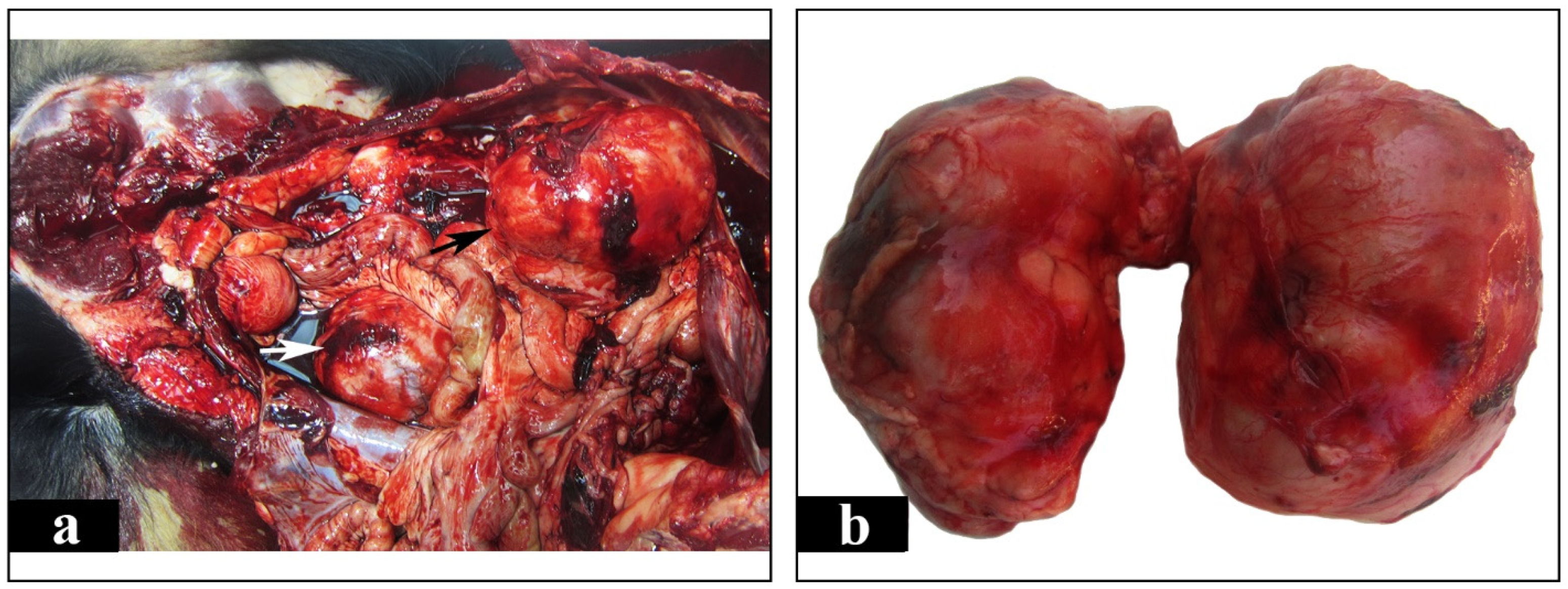 Vetsci 08 00258 g003