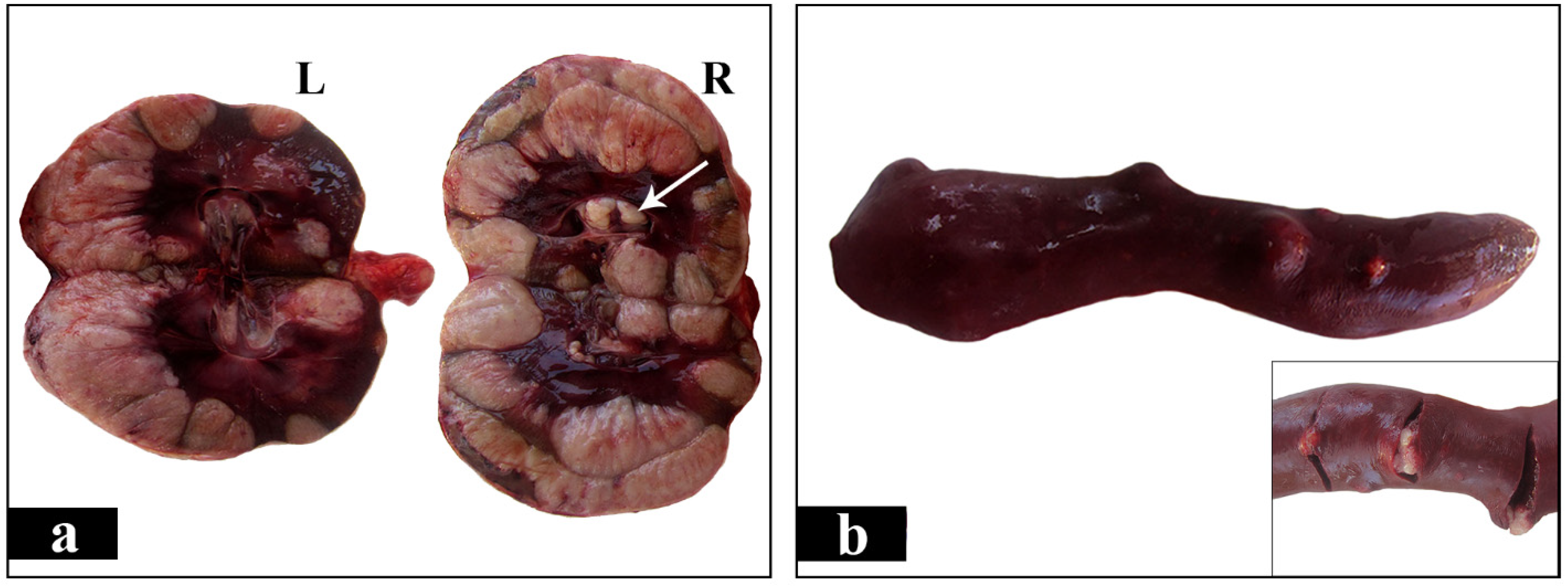Vetsci 08 00258 g004