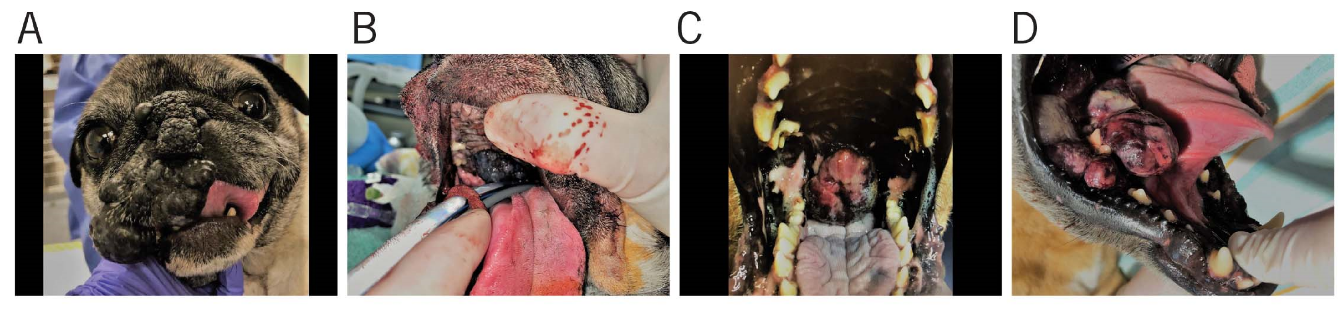 Vetsci 08 00261 g001 550