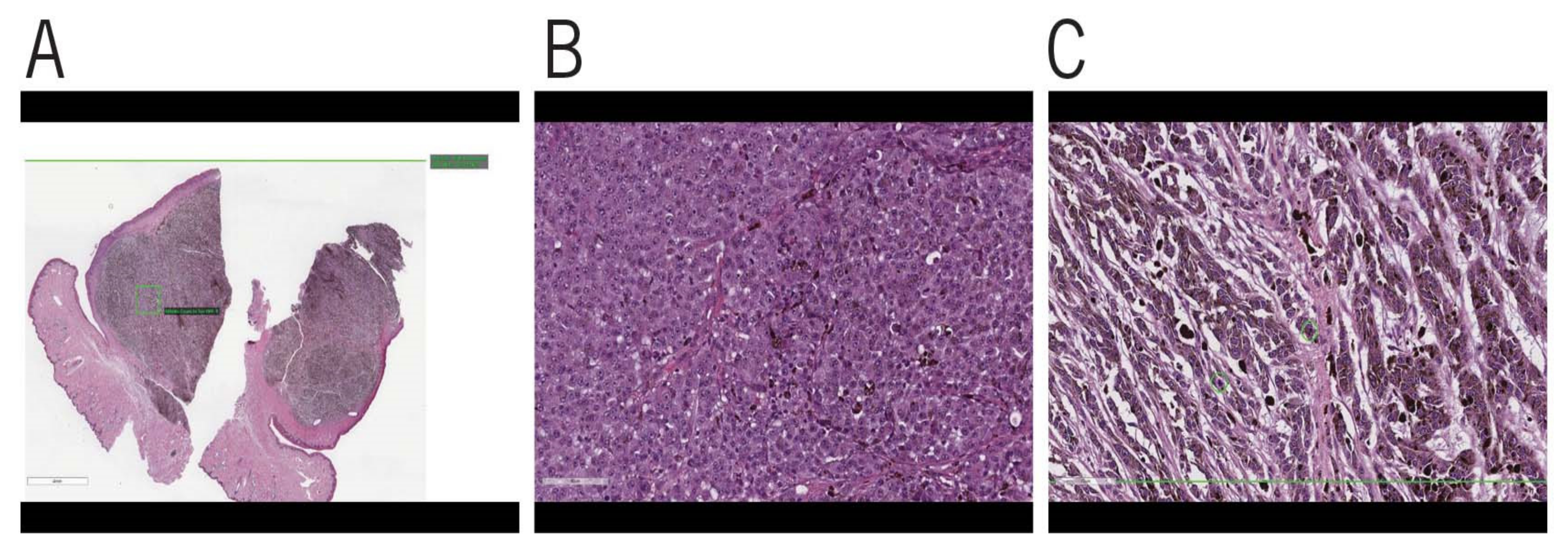 Vetsci 08 00261 g002 550