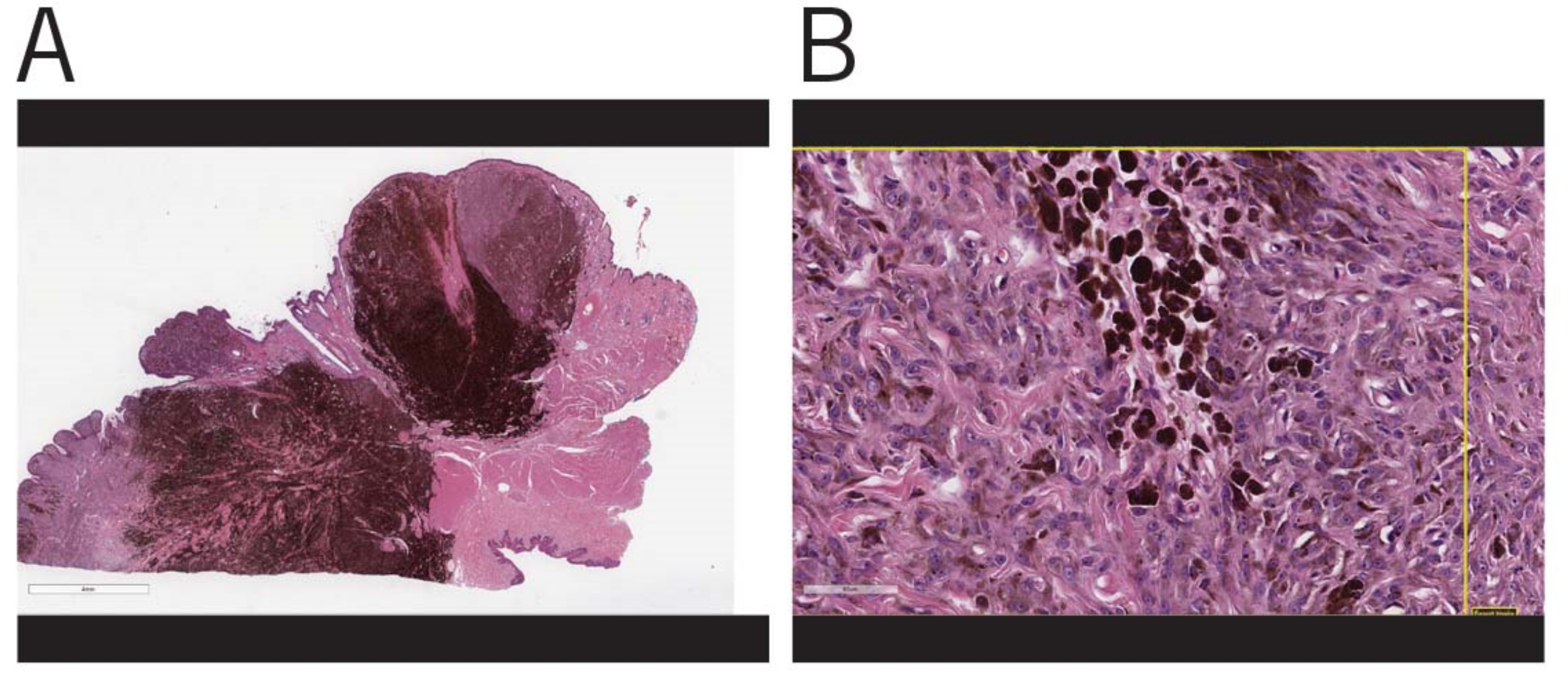 Vetsci 08 00261 g003 550