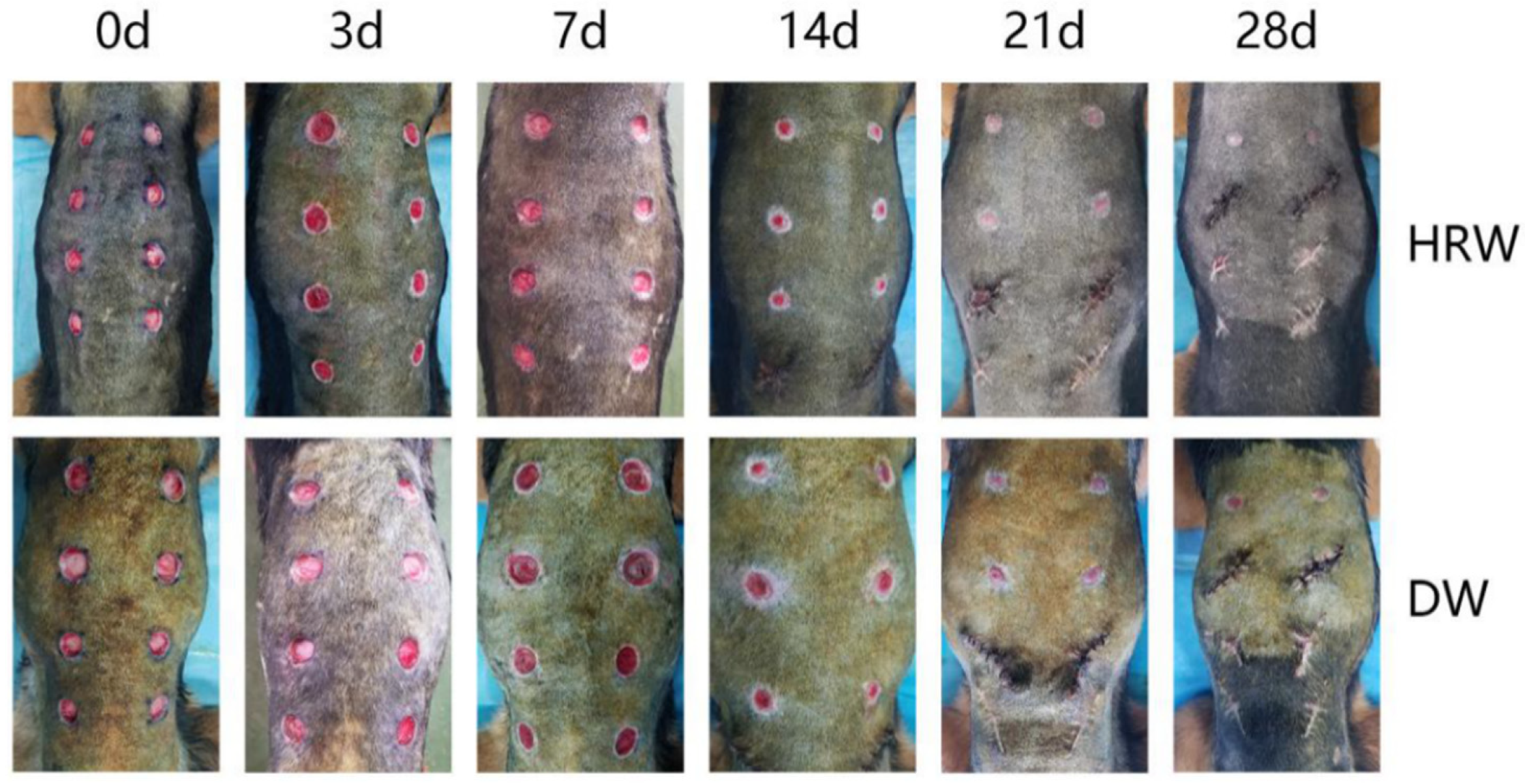 Vetsci 08 00264 g002