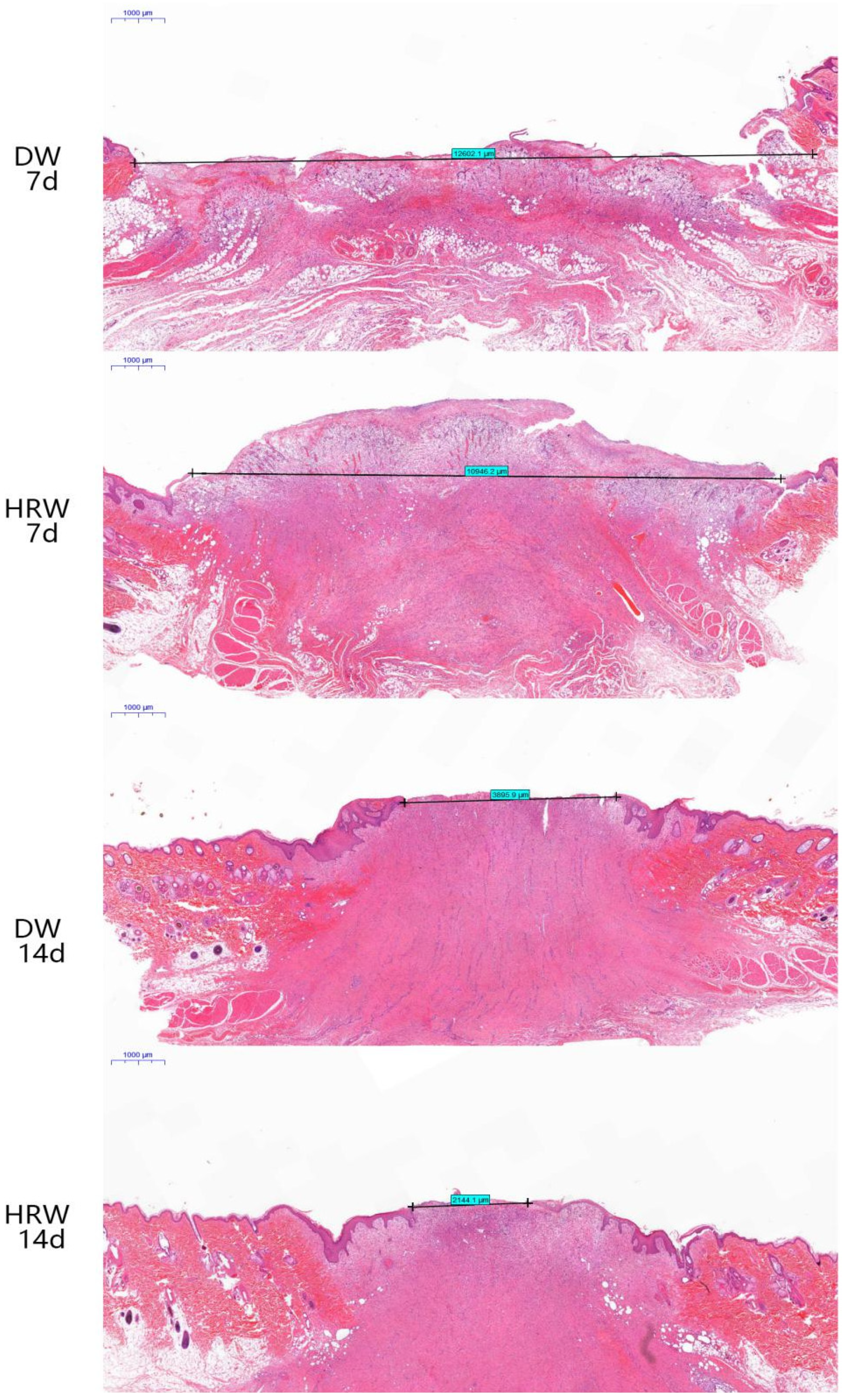 Vetsci 08 00264 g004