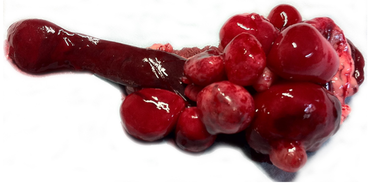 Vetsci 08 00275 g001