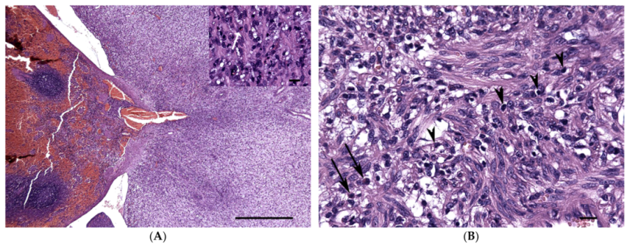 Vetsci 08 00275 g002