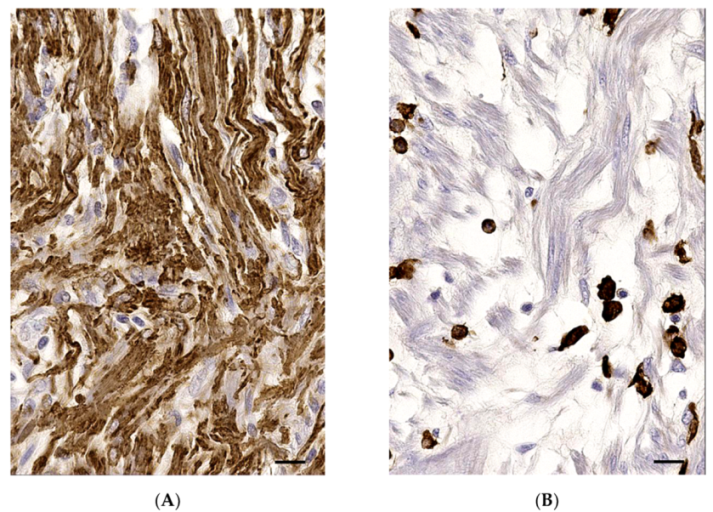 Vetsci 08 00275 g003