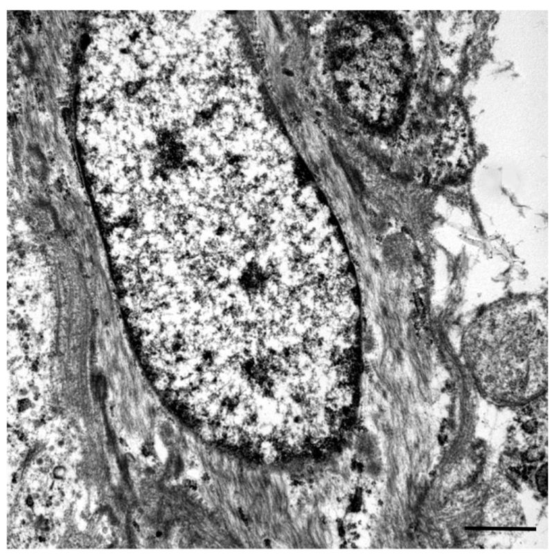 Vetsci 08 00275 g004