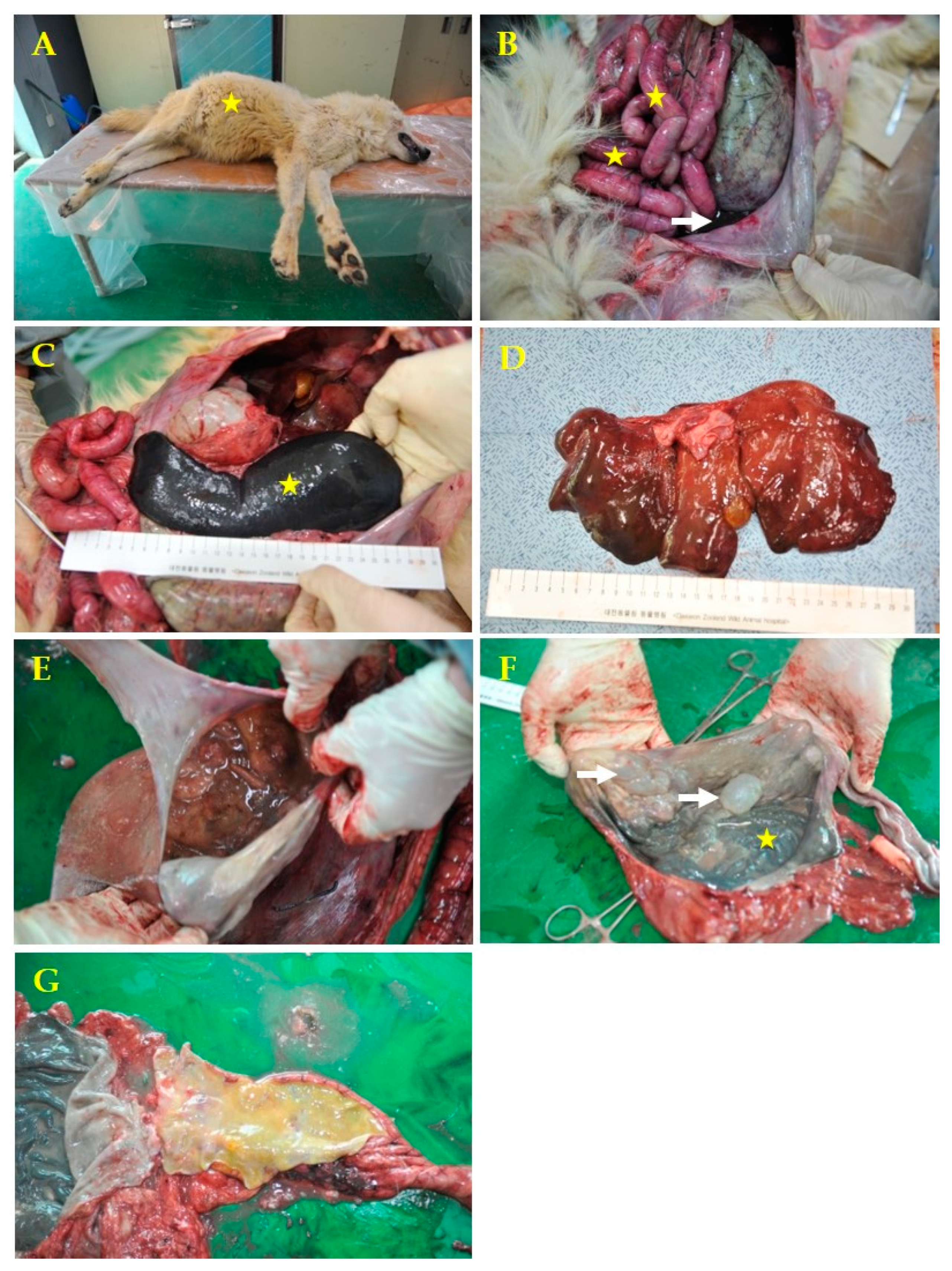 Vetsci 08 00280 g001