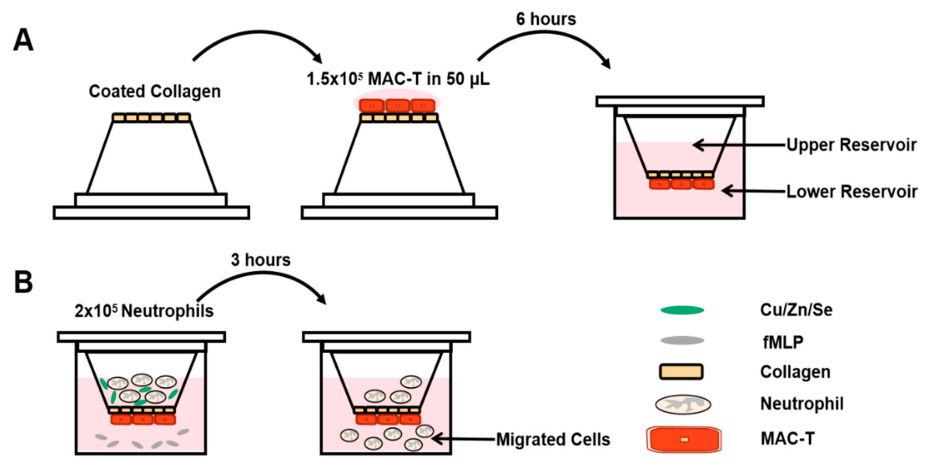 Vetsci 08 00281 g001 550