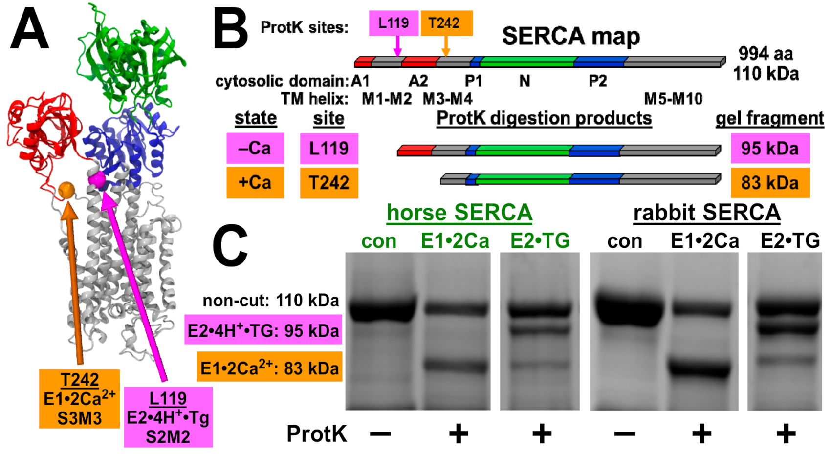 Vetsci 08 00289 g004 Vetsci 08 00289 g004