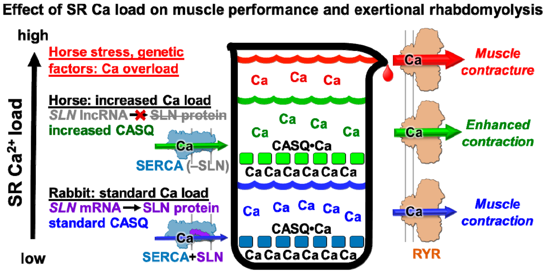 Vetsci 08 00289 g005 Vetsci 08 00289 g005