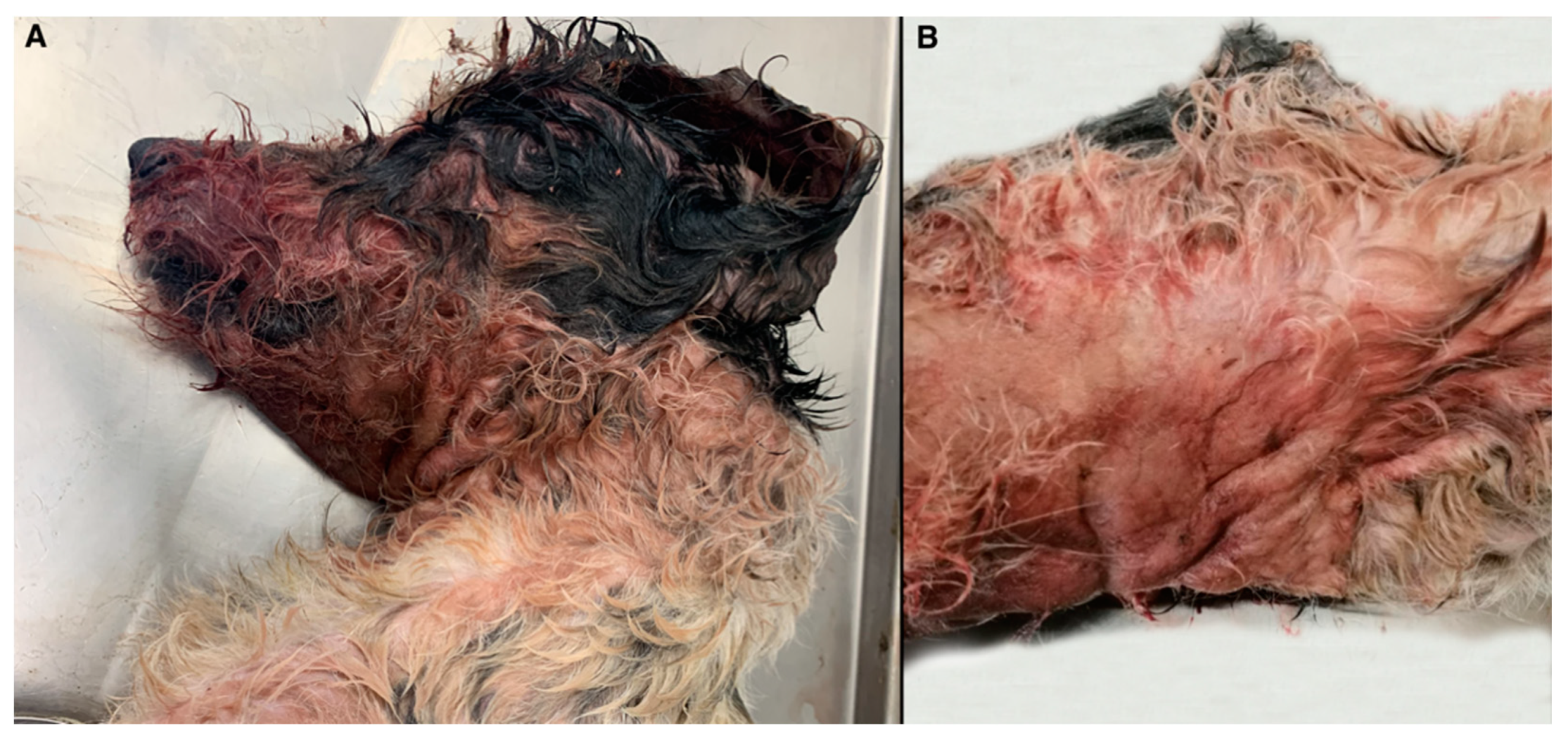 Vetsci 08 00296 g001