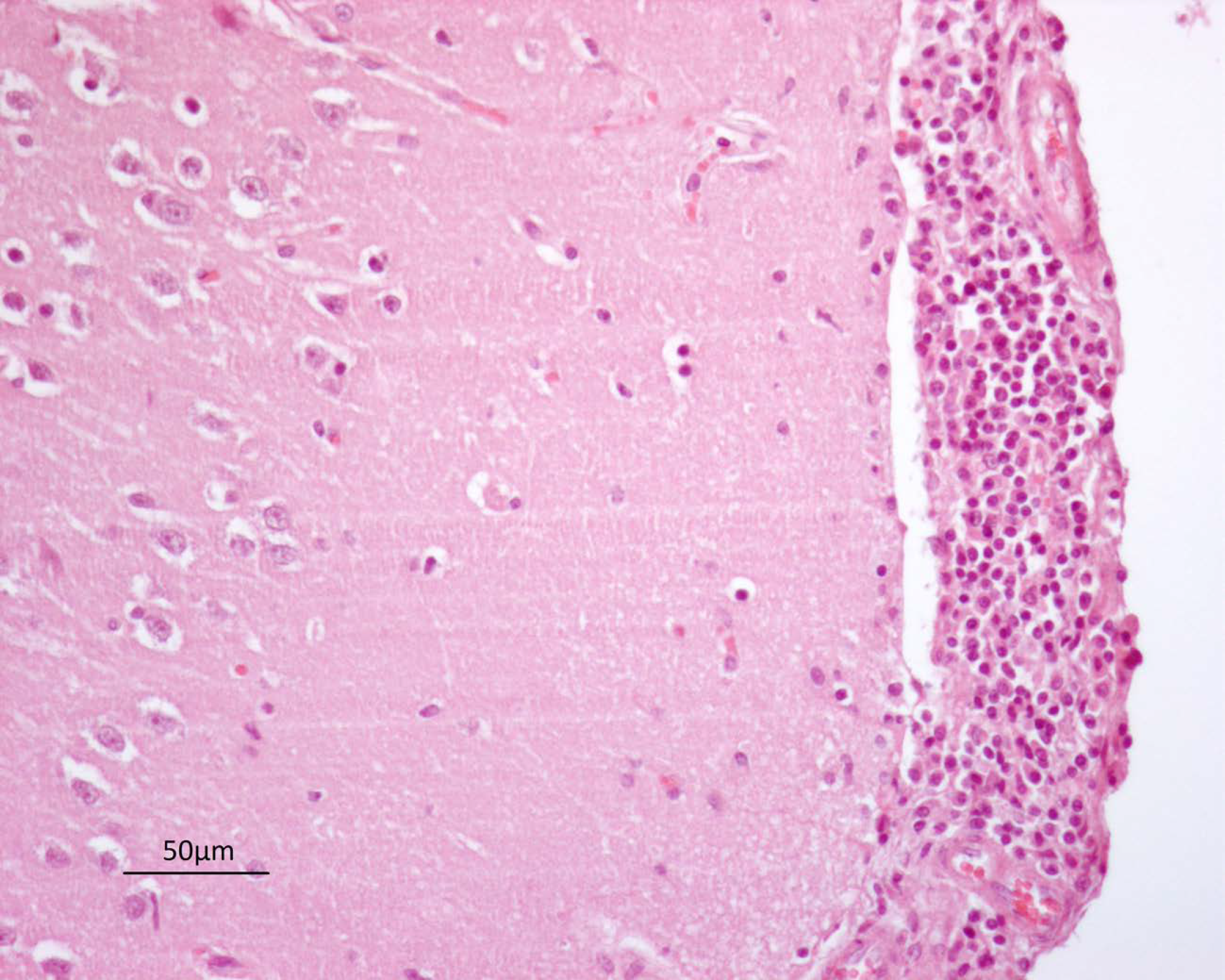 Vetsci 08 00296 g002