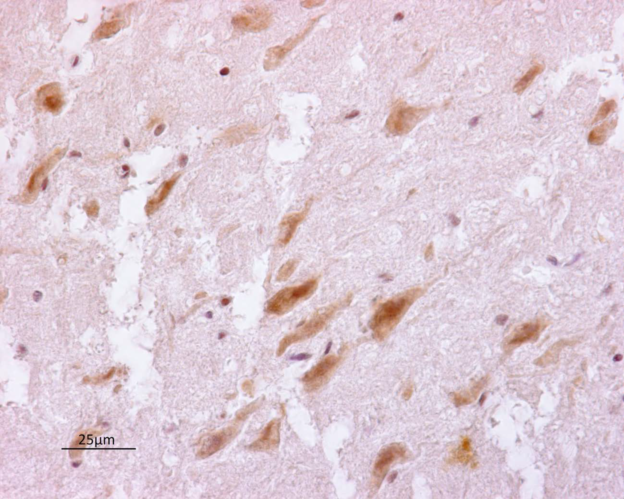 Vetsci 08 00296 g003