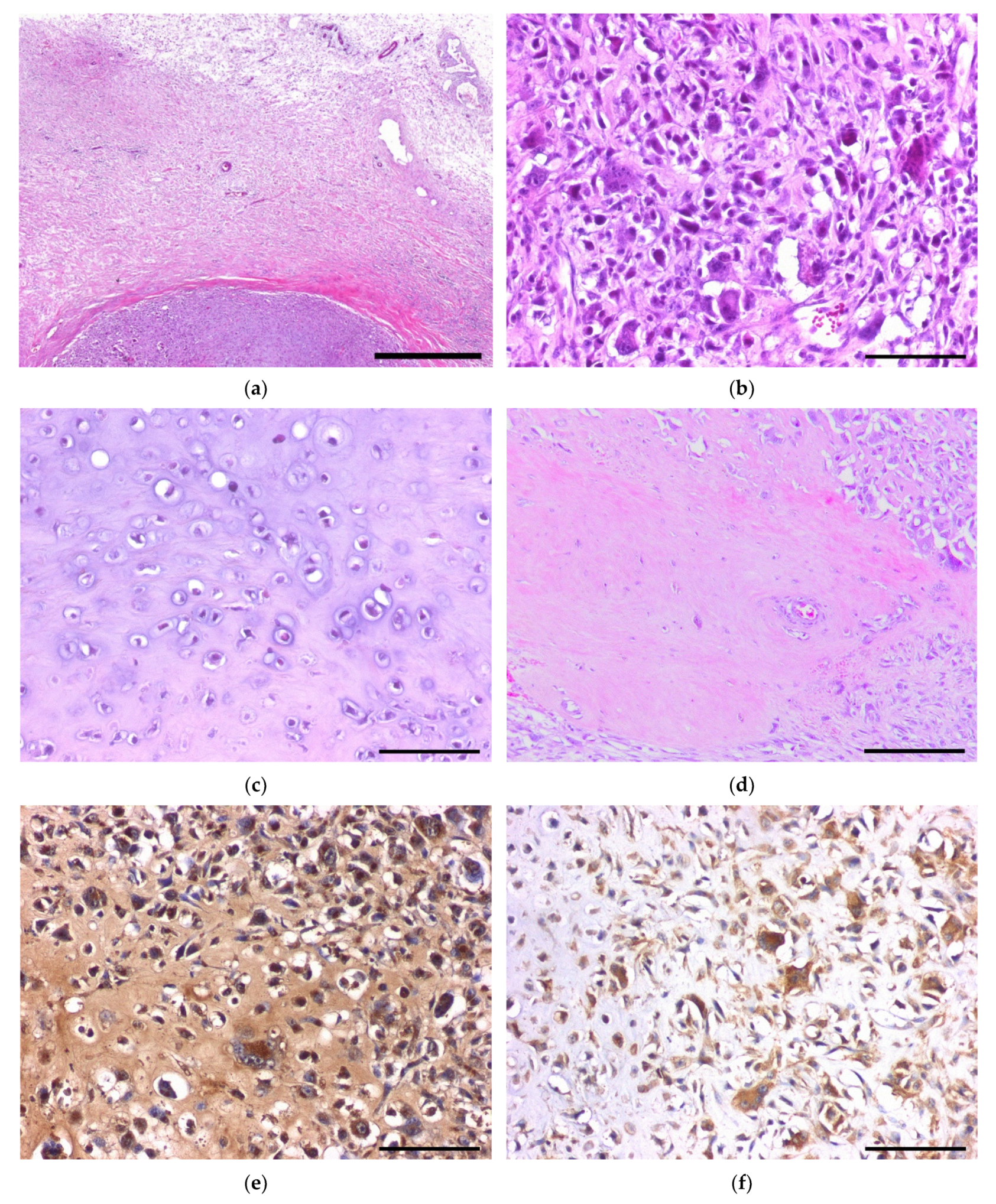 Vetsci 08 00307 g002 550