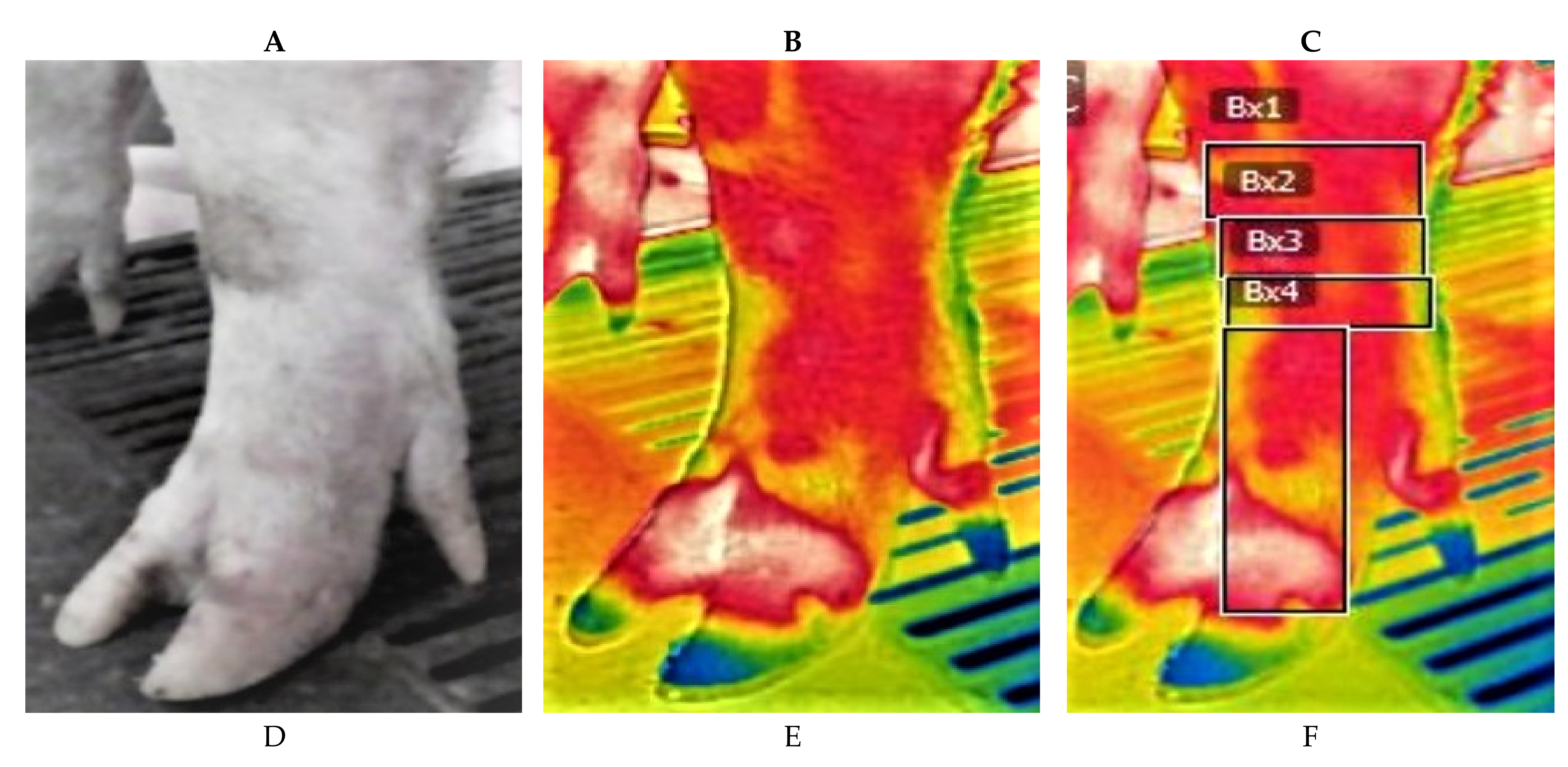 Vetsci 08 00309 g001a 550