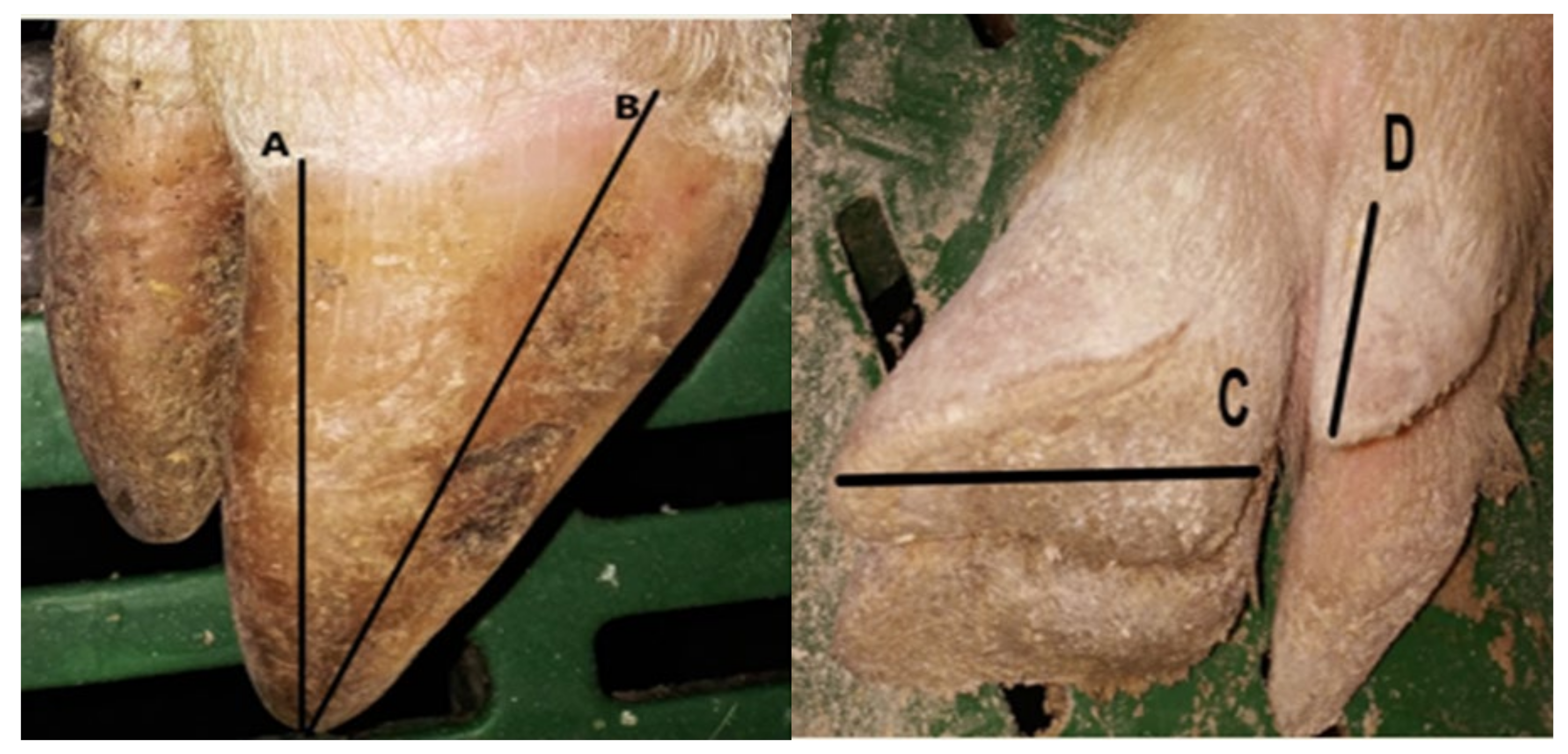 Vetsci 08 00309 g002 550