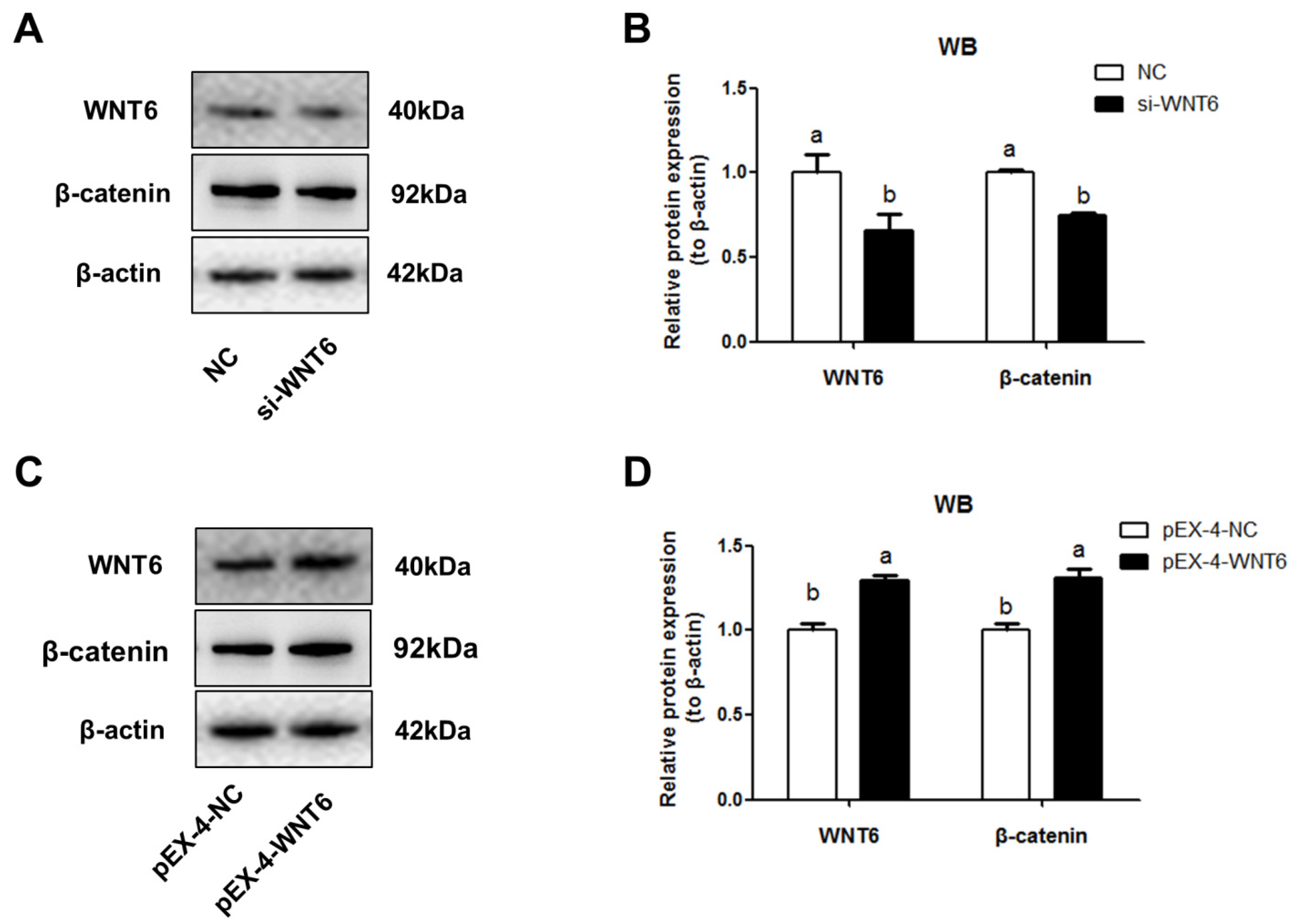 Vetsci 08 00316 g003