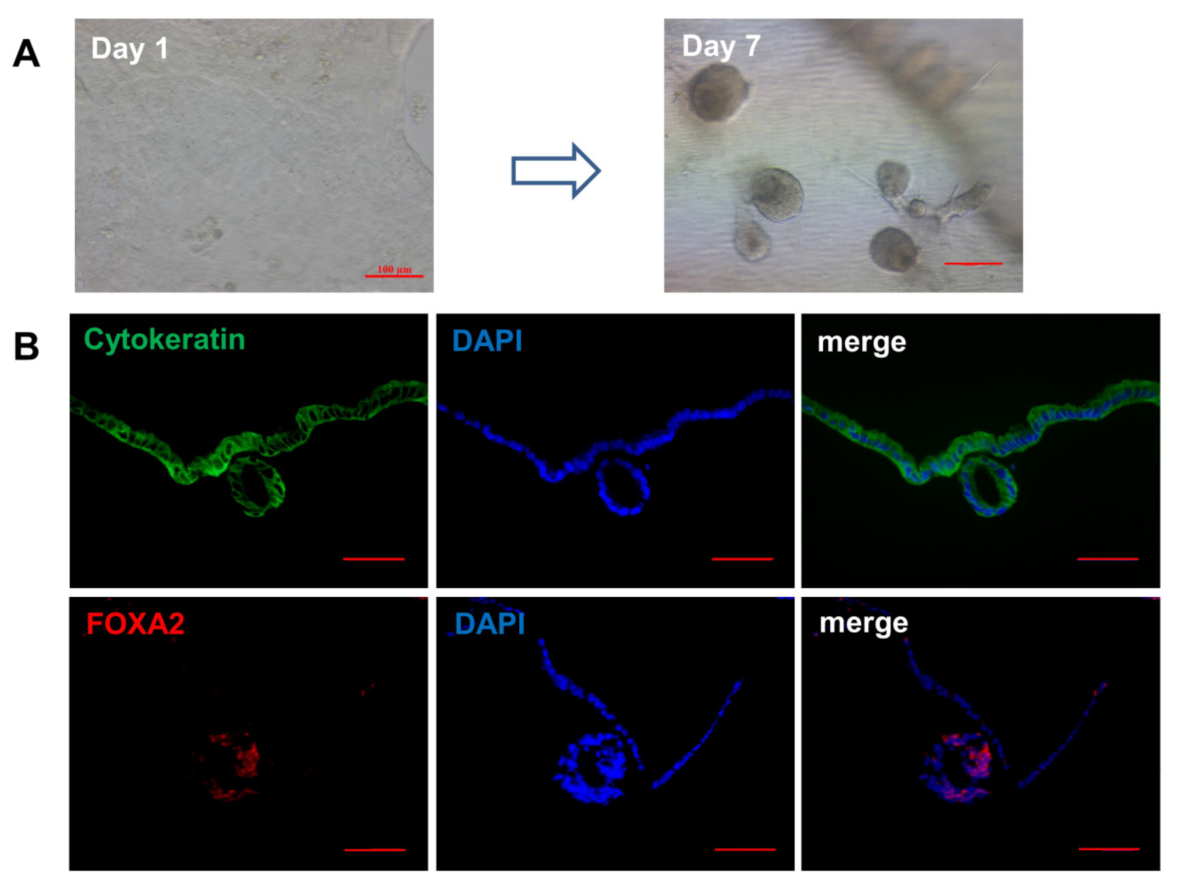 Vetsci 08 00316 g005