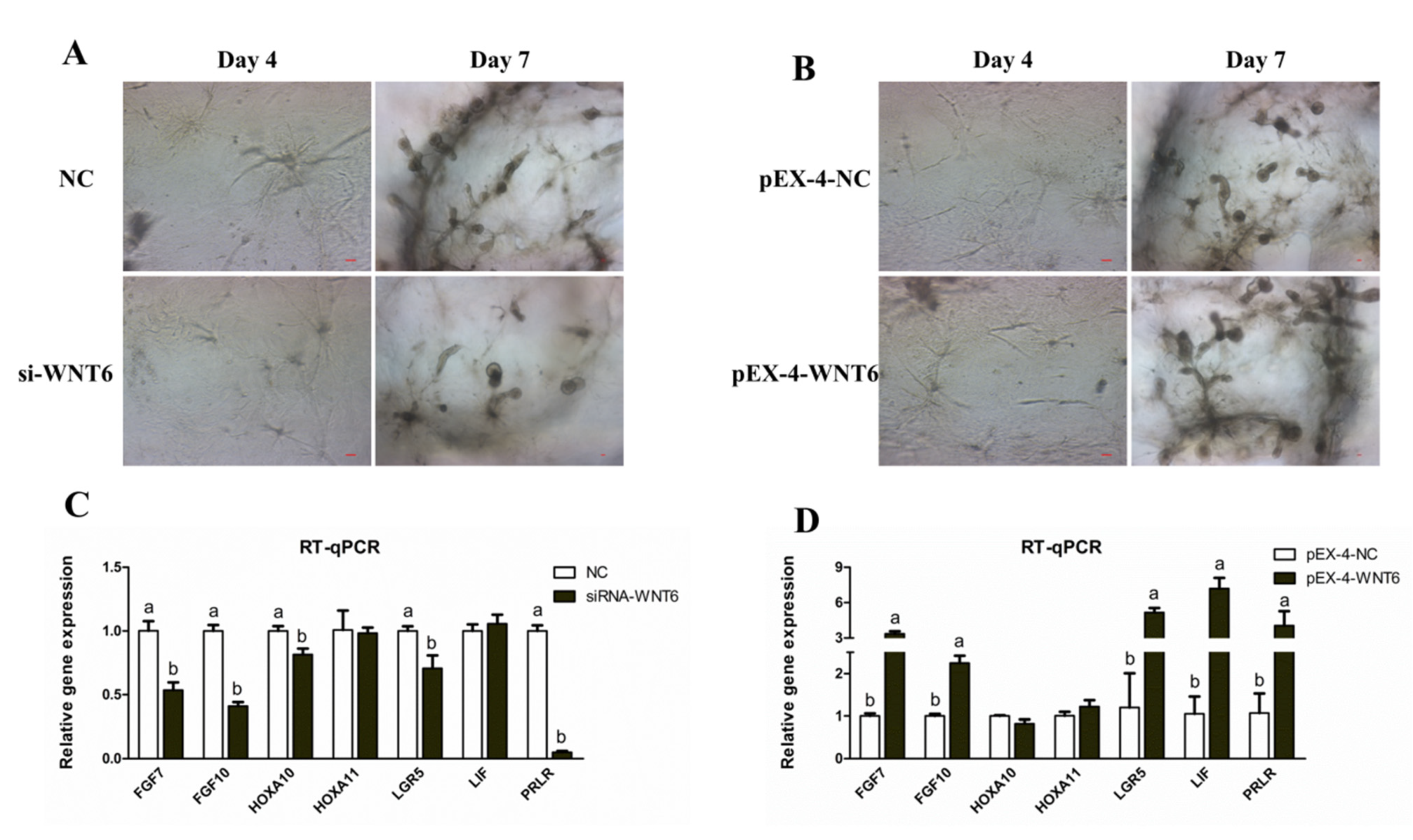 Vetsci 08 00316 g006