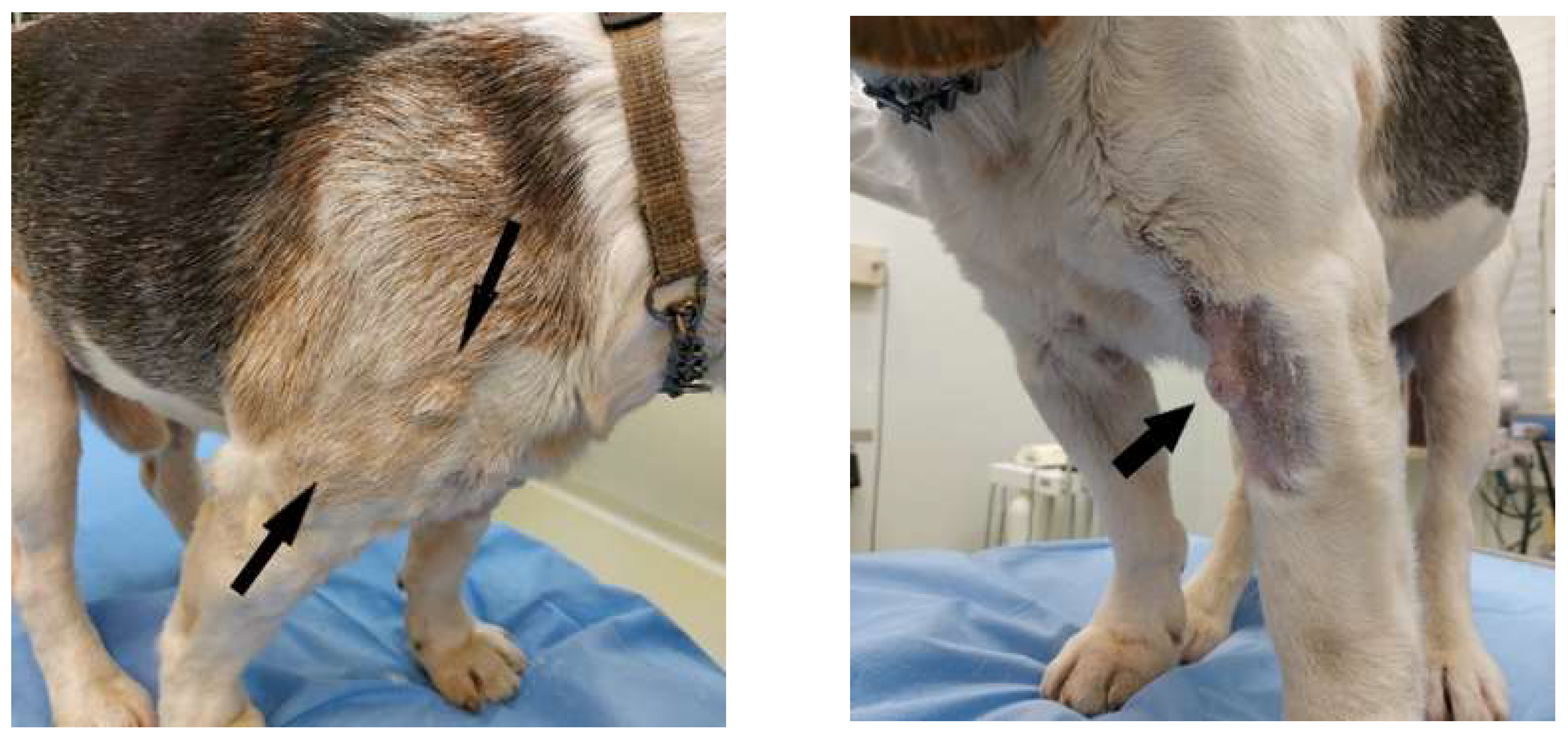 Cutaneous lymphoma dog treatment deals