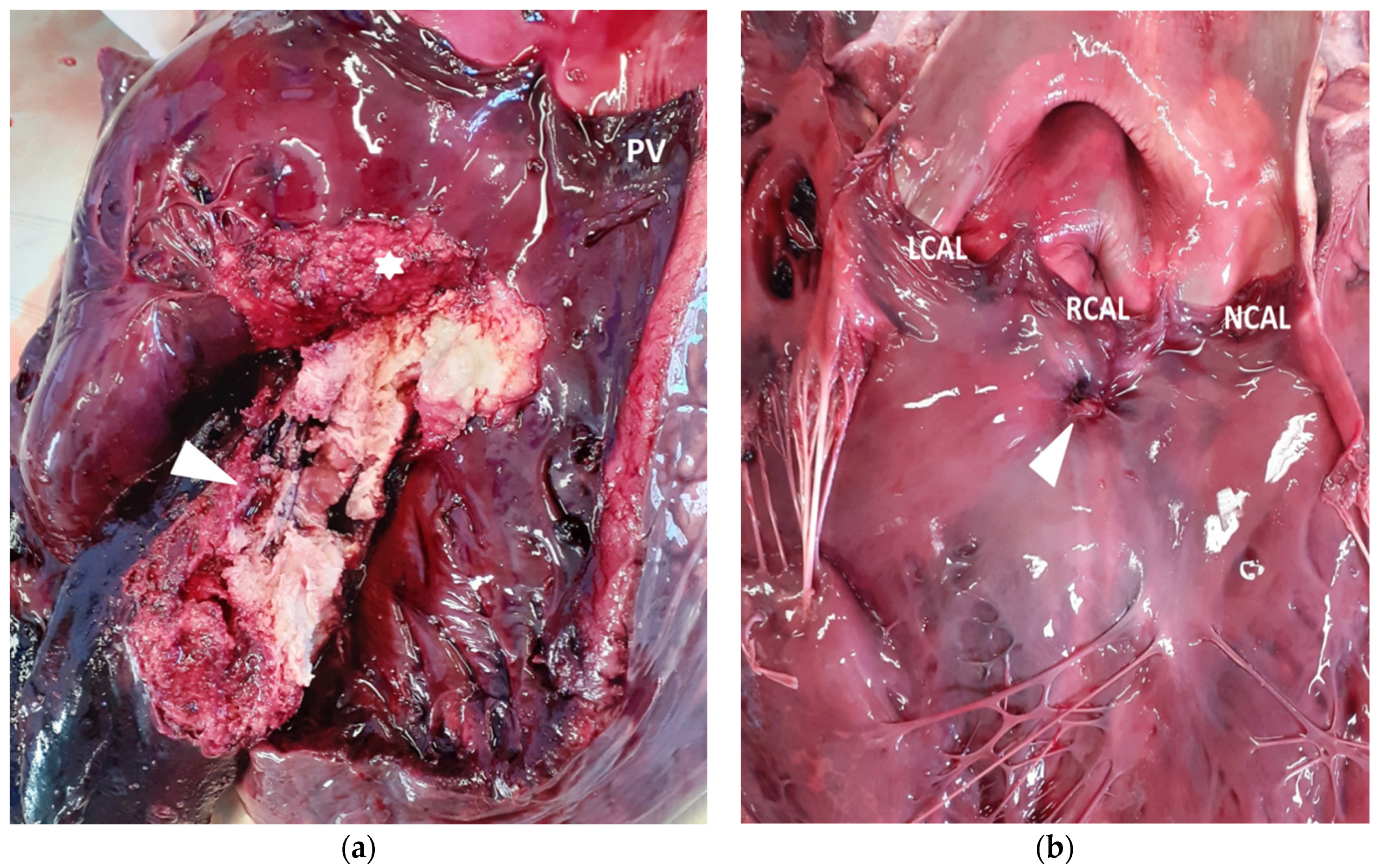 Vetsci 08 00318 g003 550