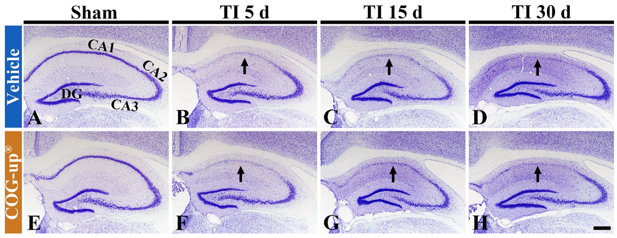 Vetsci 08 00321 g004