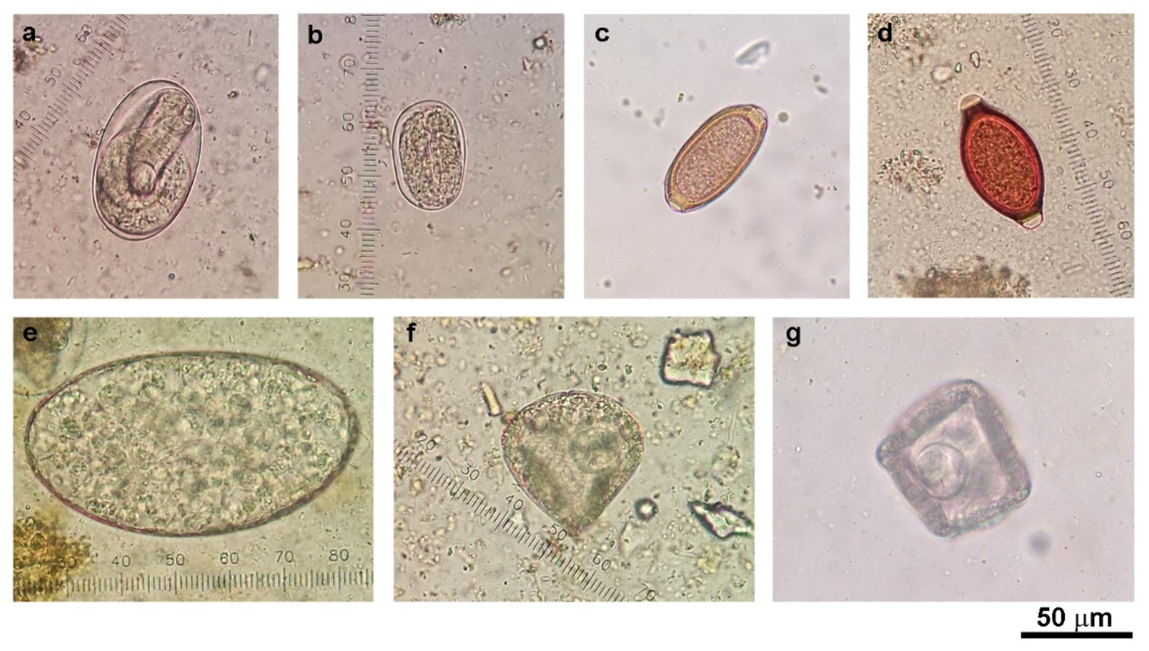 Set out Exclusion intelligence Veterinary Sciences | Free Full-Text | Helminth Infections in Cattle and Goats in Kanchanaburi, Thailand, with Focus on Strongyle Nematode Infections | HTML Set out Exclusion intelligence Veterinary Sciences | Free Full-Text | Helminth Infections in Cattle and Goats in Kanchanaburi, Thailand, with Focus on Strongyle Nematode Infections | HTML