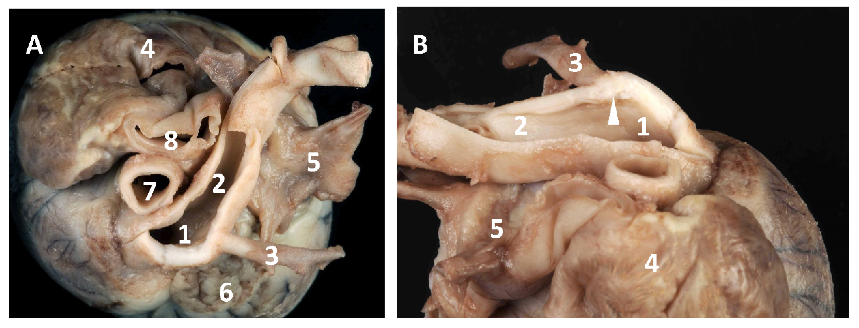 Vetsci 08 00325 g003 550