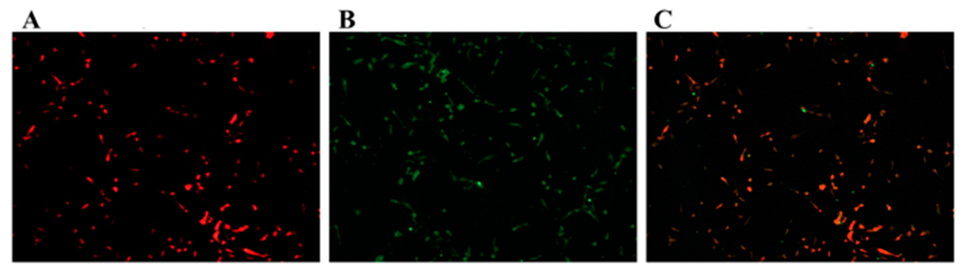 Vetsci 08 00326 g001 550