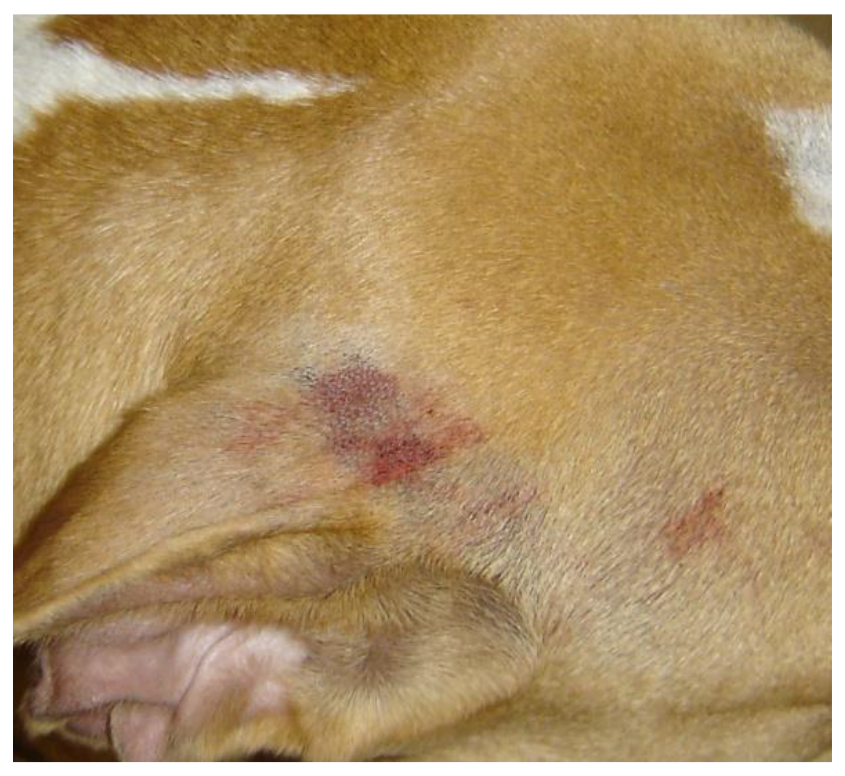 Vetsci 08 00327 g002 Vetsci 08 00327 g002