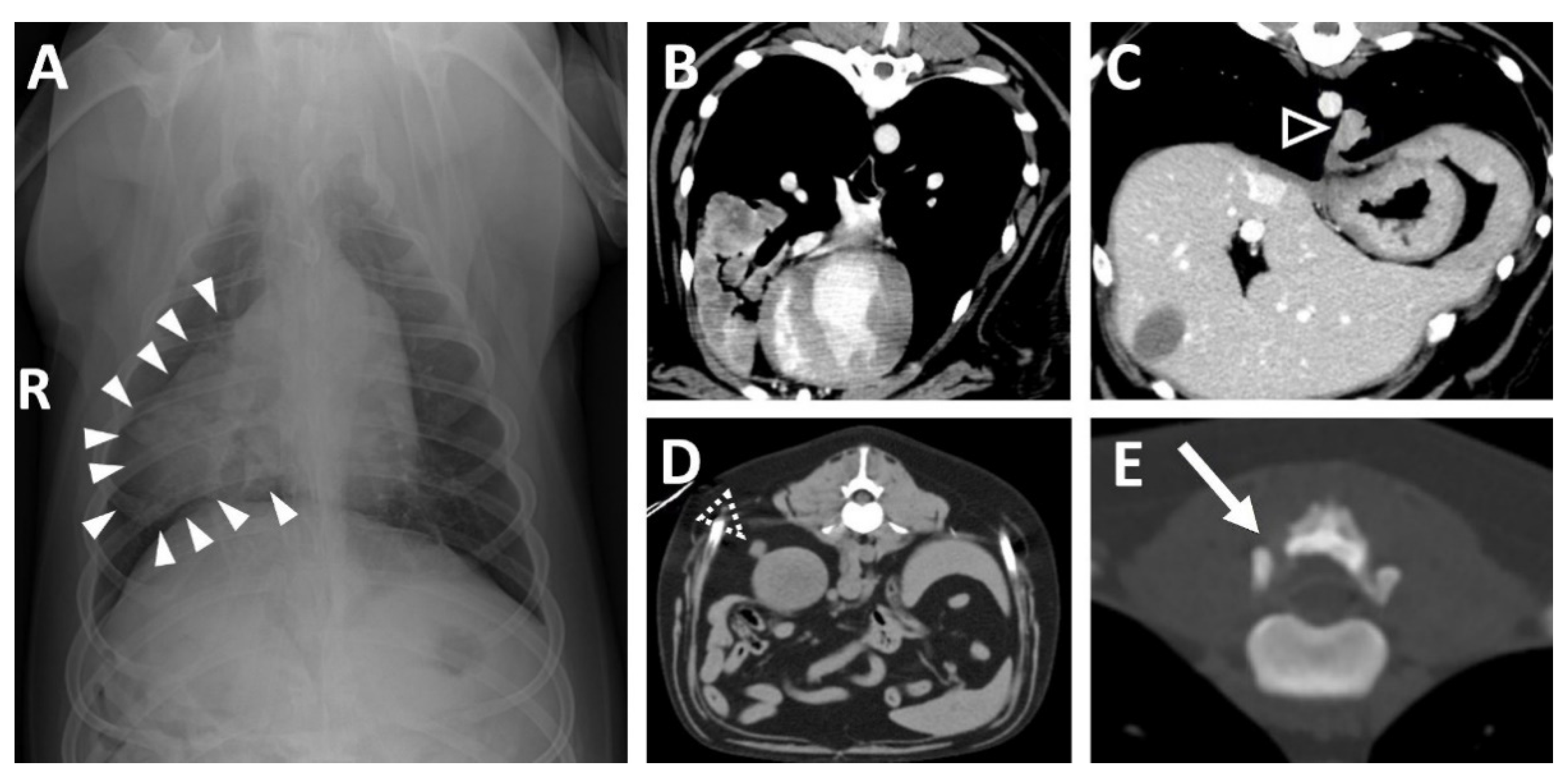 Vetsci 09 00003 g001 550