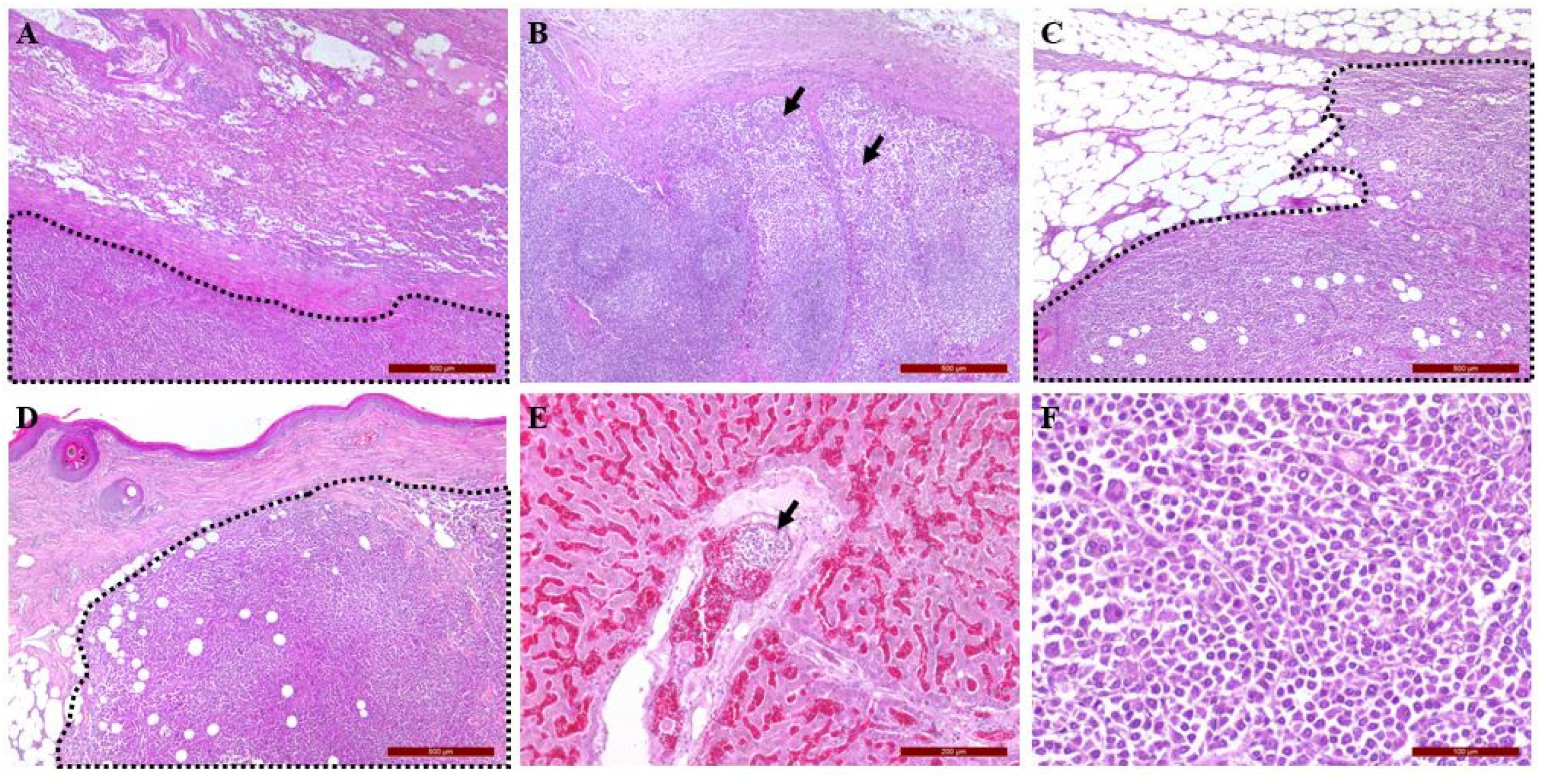 Vetsci 09 00003 g005 550