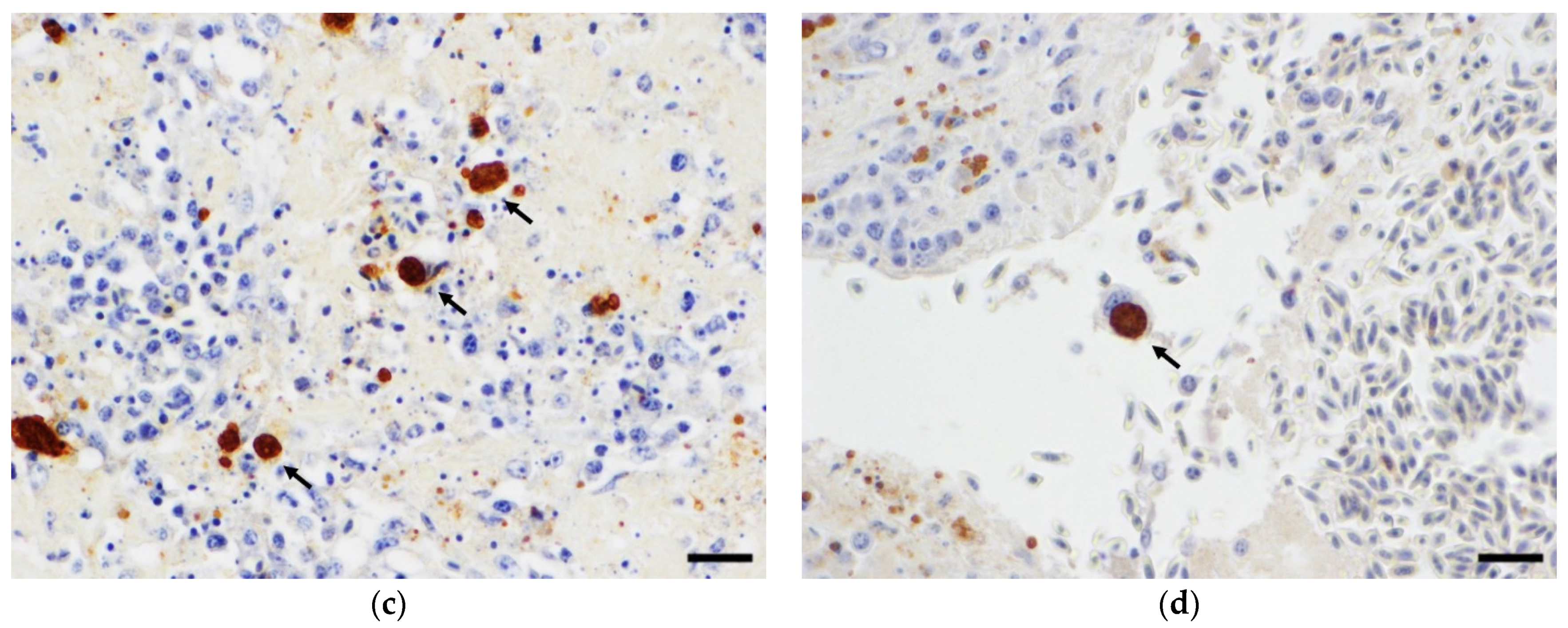 Vetsci 09 00005 g002b