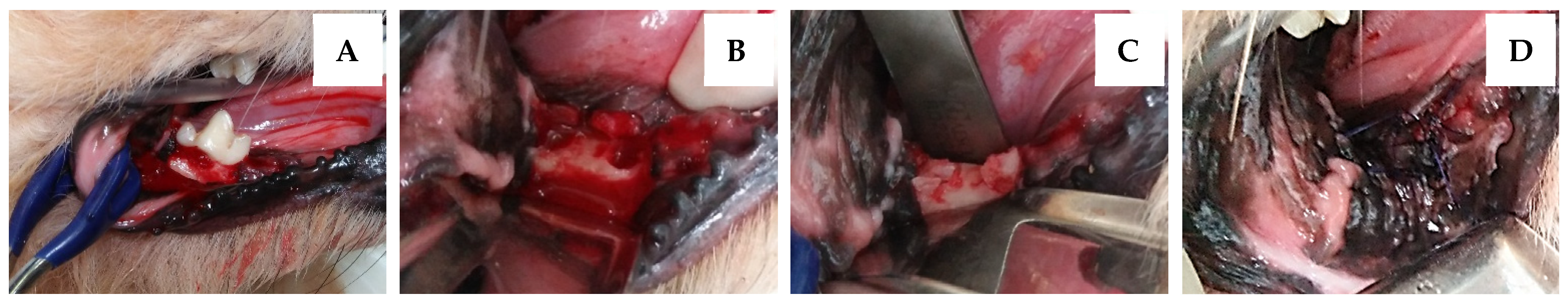 Vetsci 09 00007 g001 550