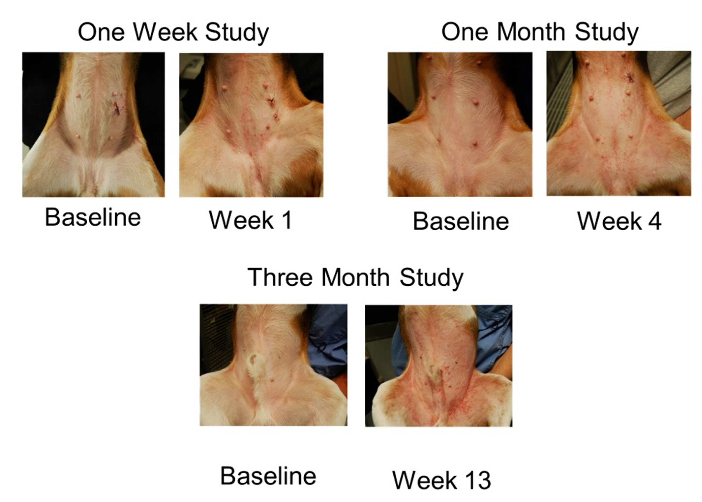 Vetsci 09 00008 g003 550