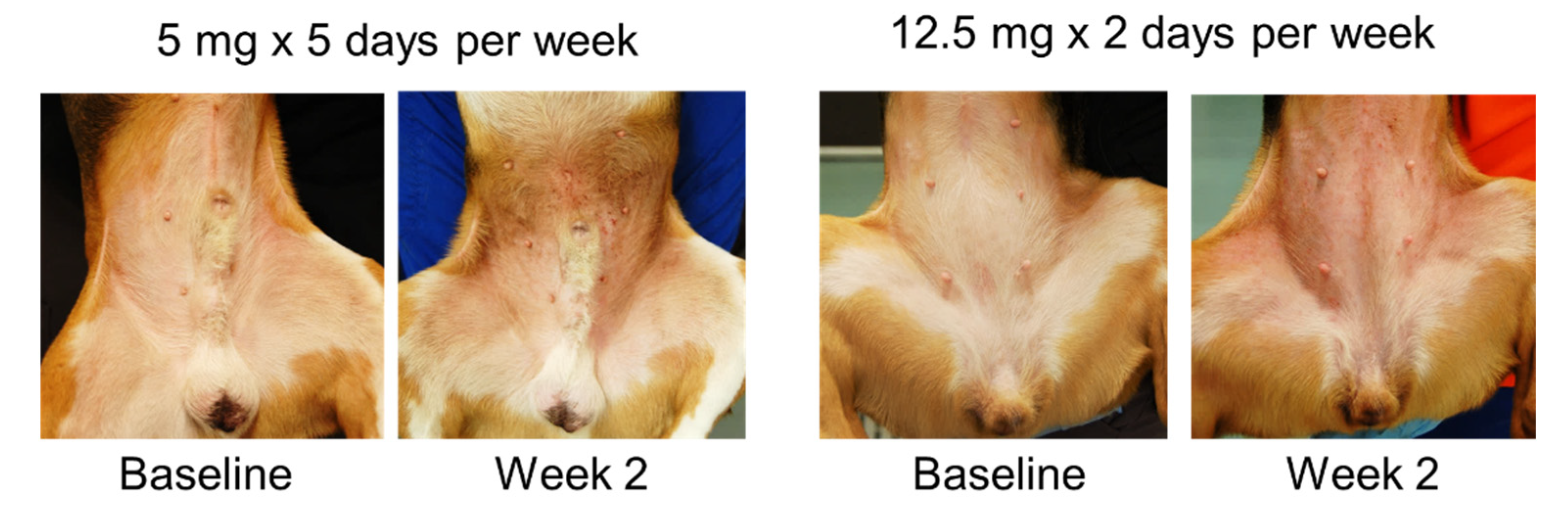 Vetsci 09 00008 g006 550